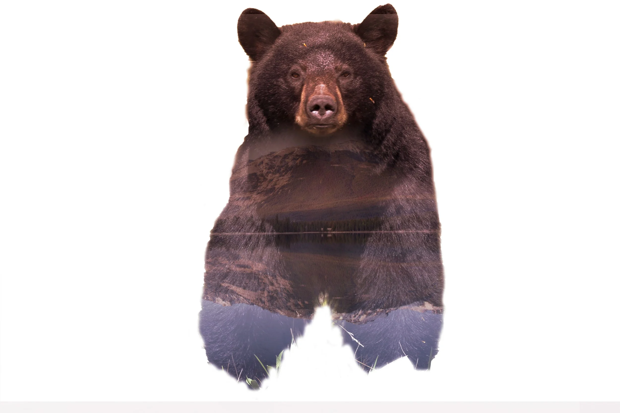 BearFinal.jpg