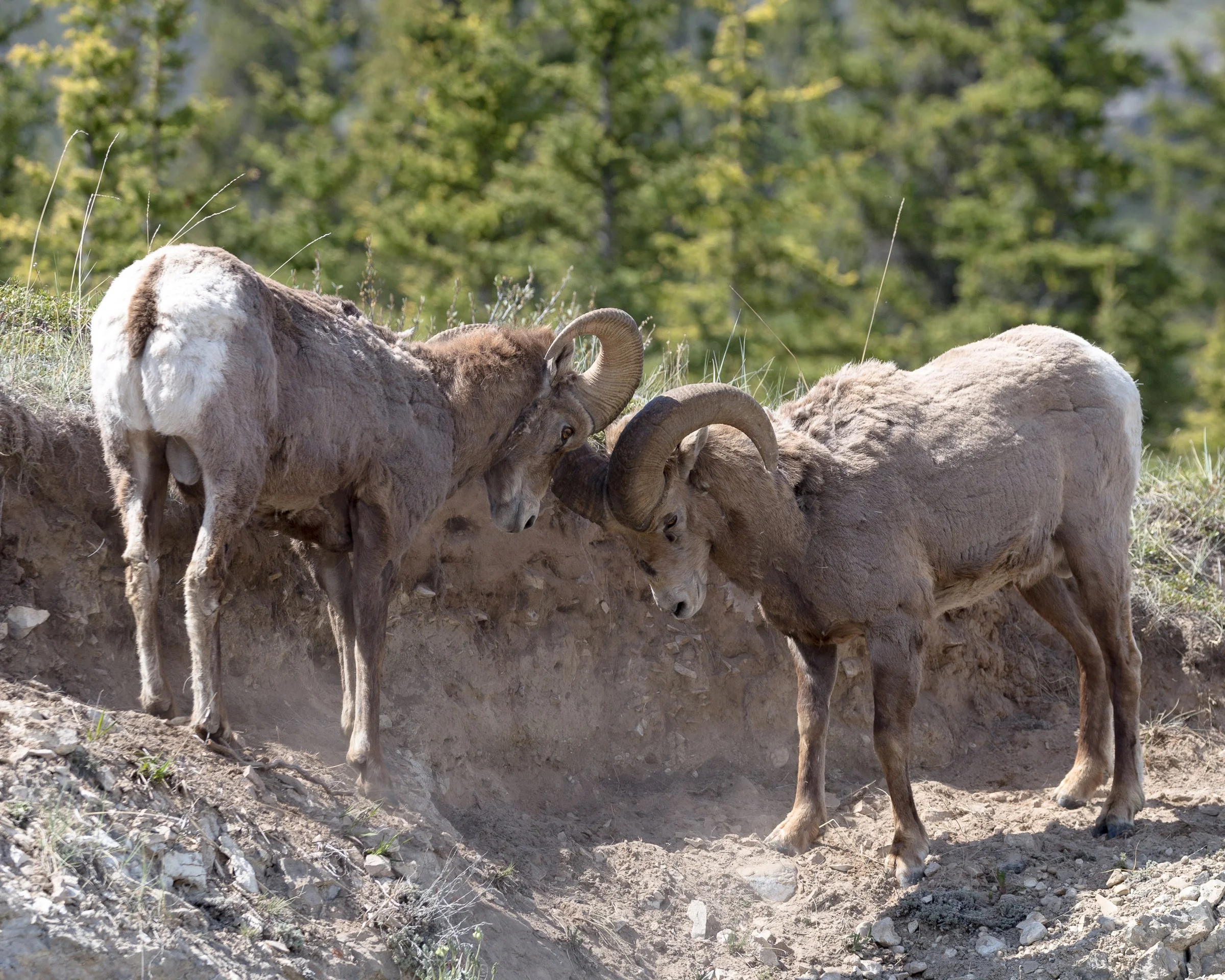 Jasper_Landscape-9673.jpg