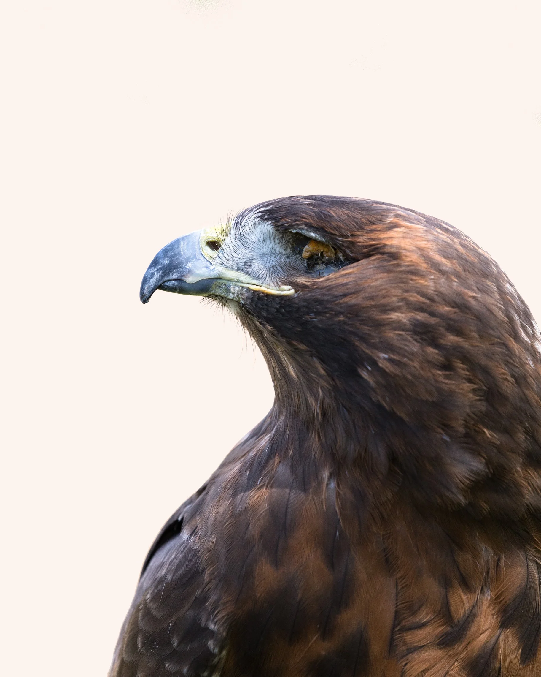 RED-TAILED HAWK.jpg