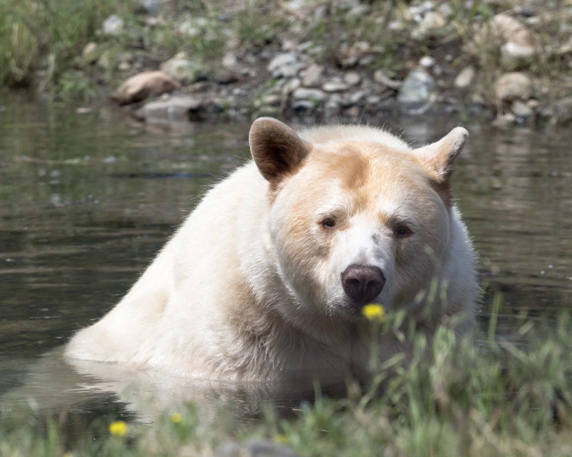 KomodiBear-0904.jpg