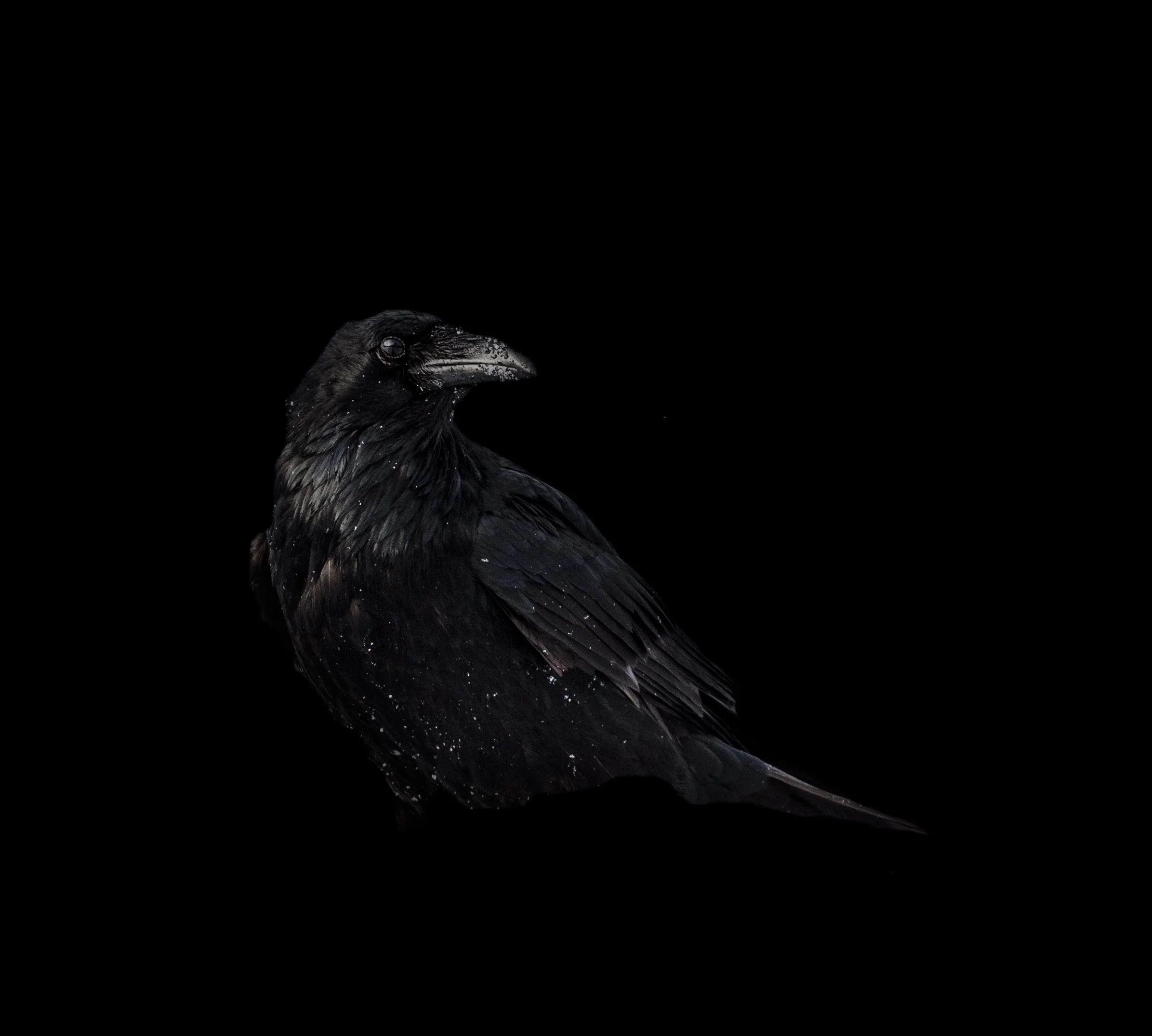 Crow.jpg