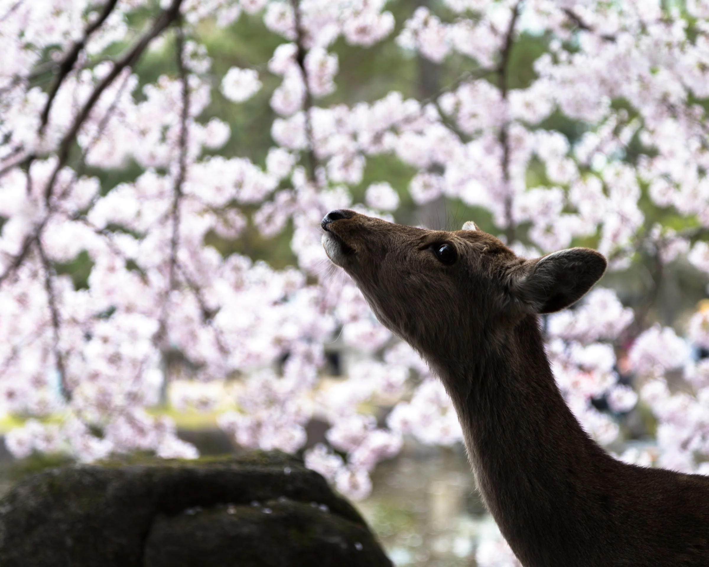 Deer_Nara_close-5994.jpg