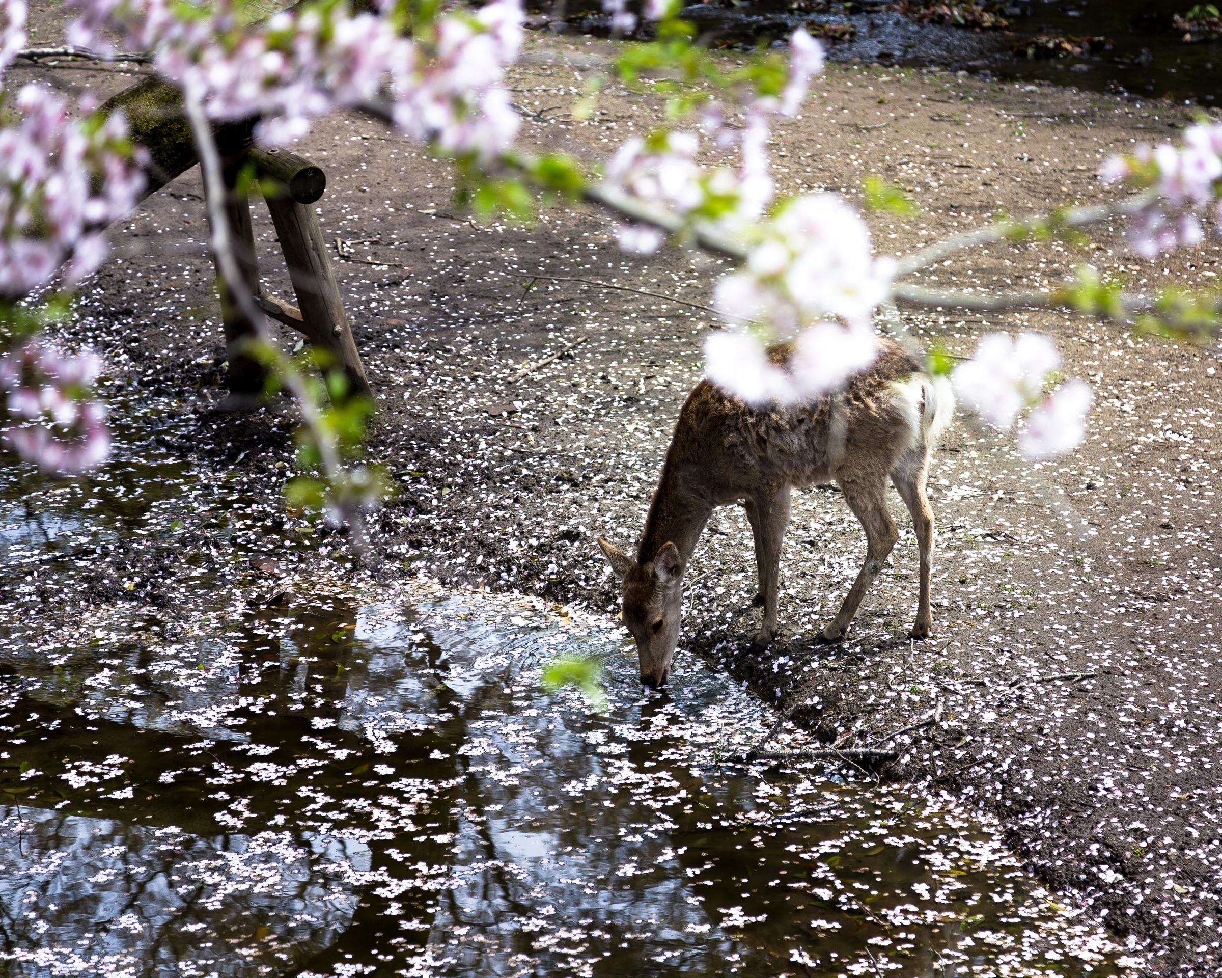 Deer_Nara-5912.jpg