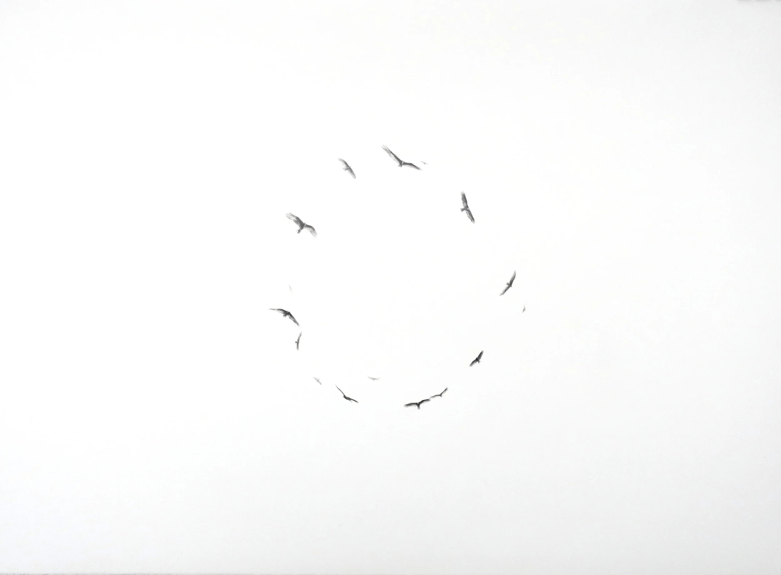  Graphite on paper, 22x30” 