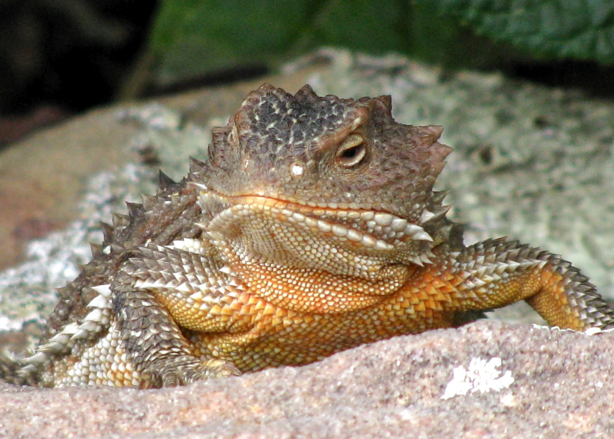 Horned lizard (horny toad)