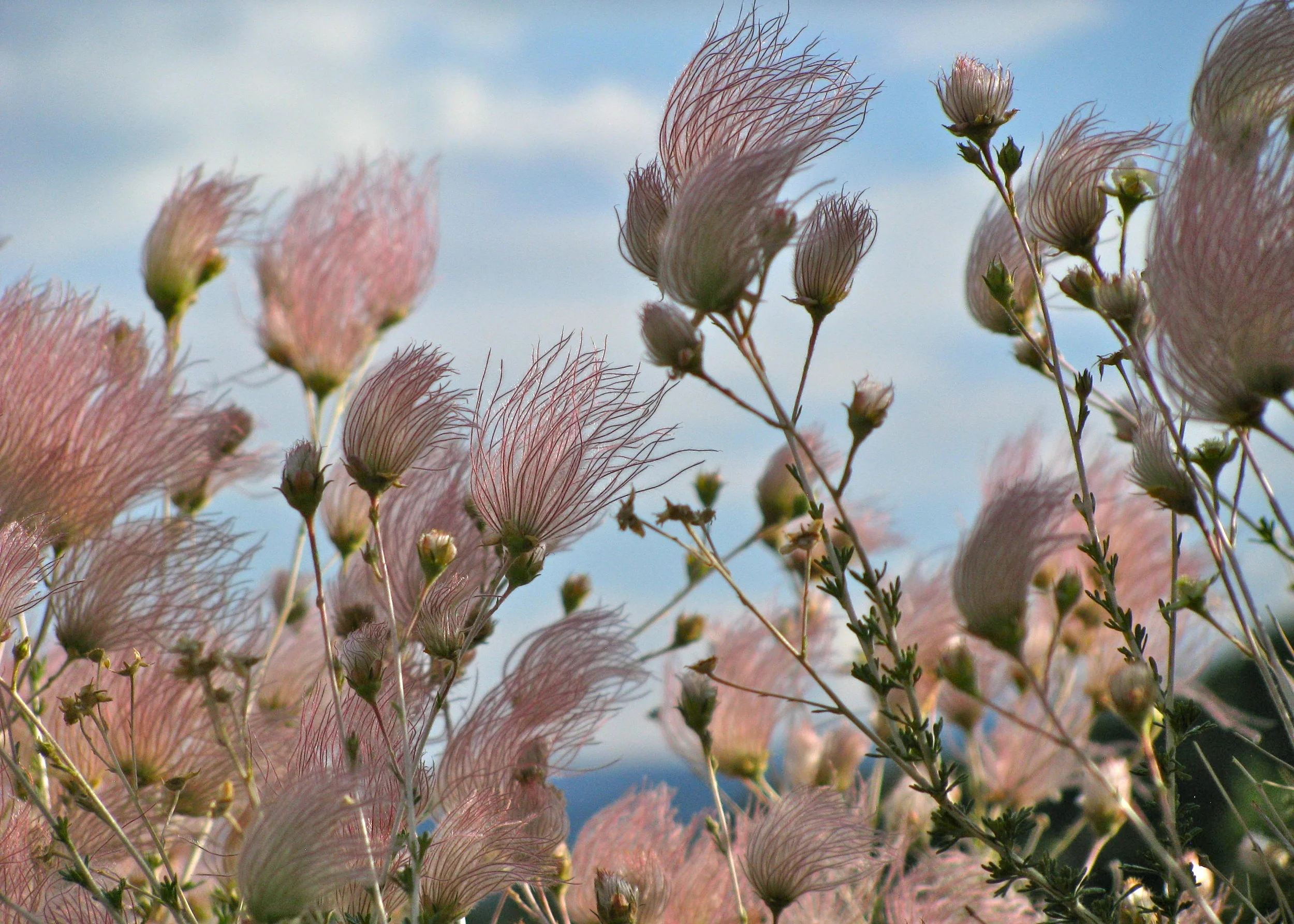 Apache plume