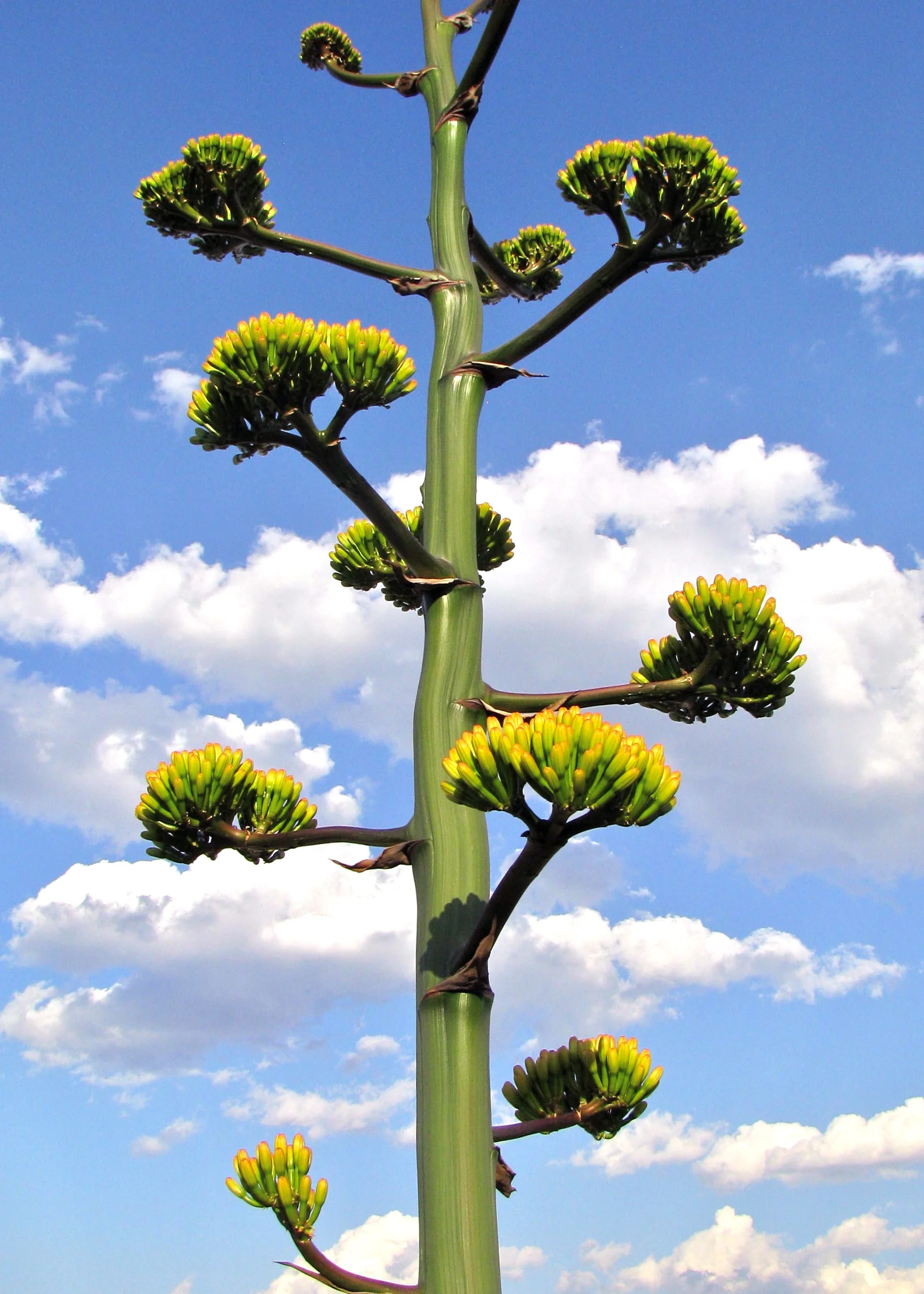 Havard agave