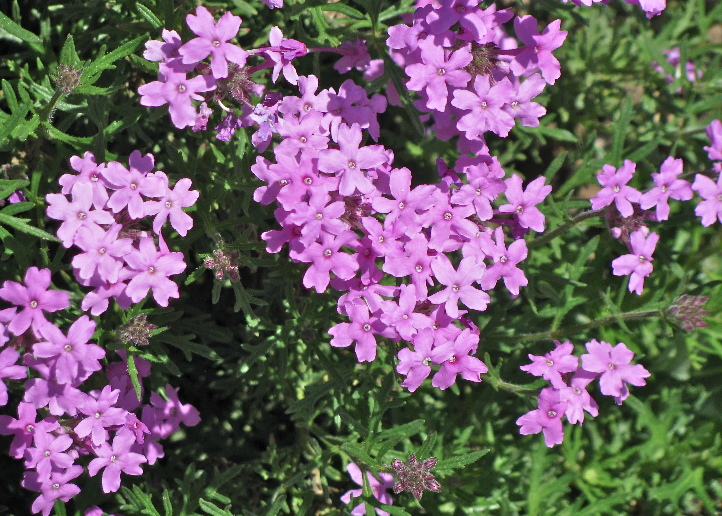 Desert verbena
