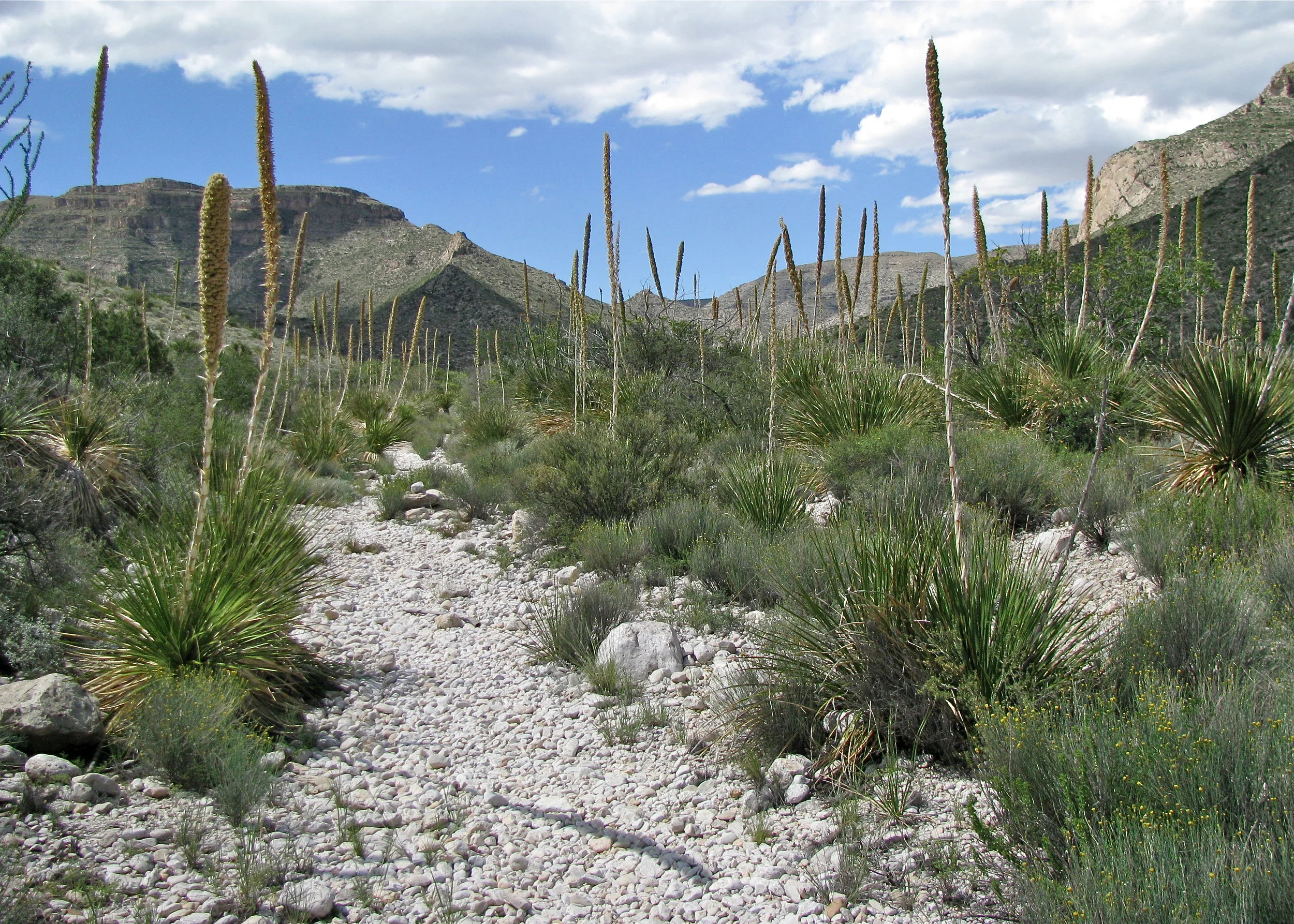 Trail to Ogle Cave