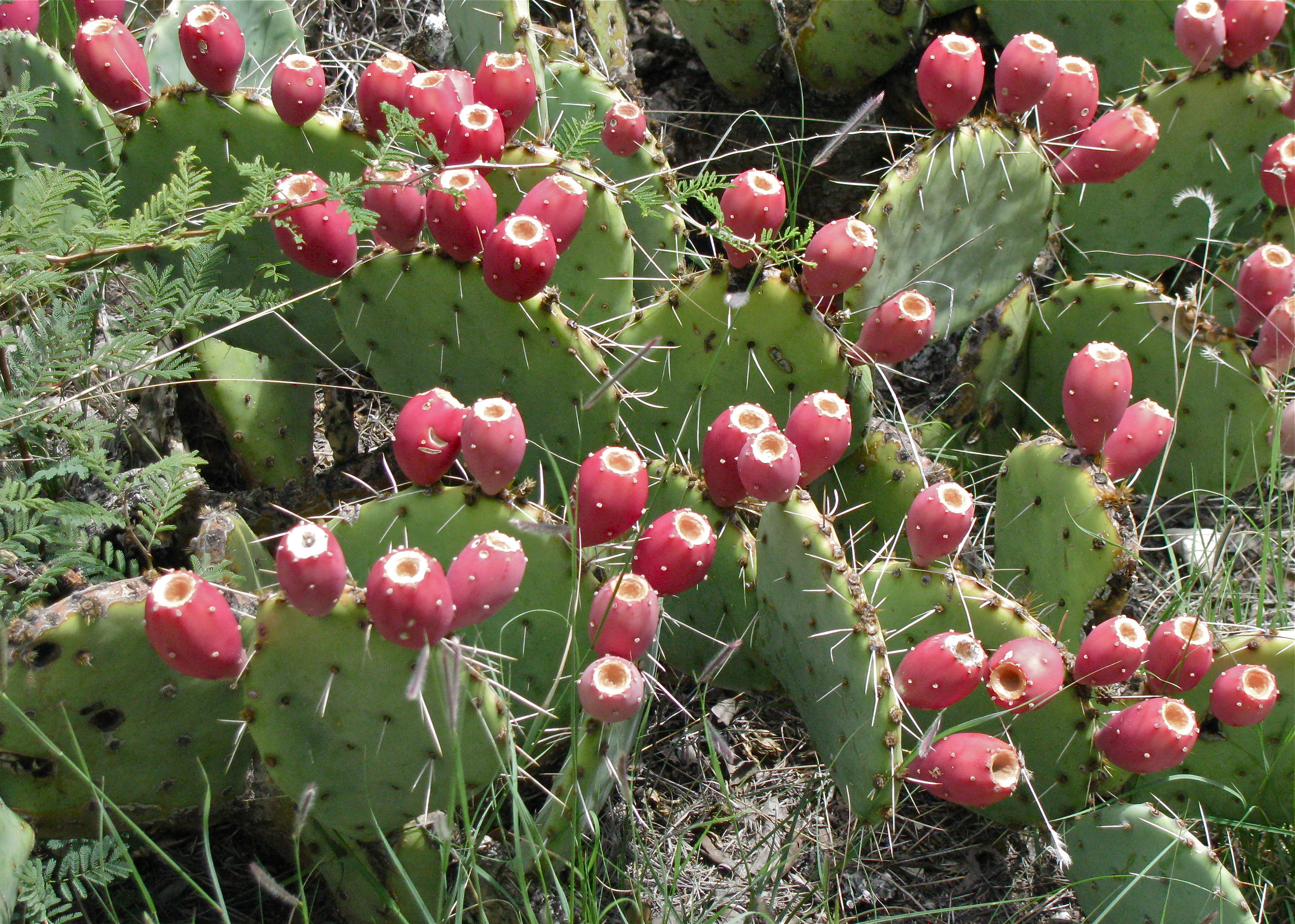 Prickly pear