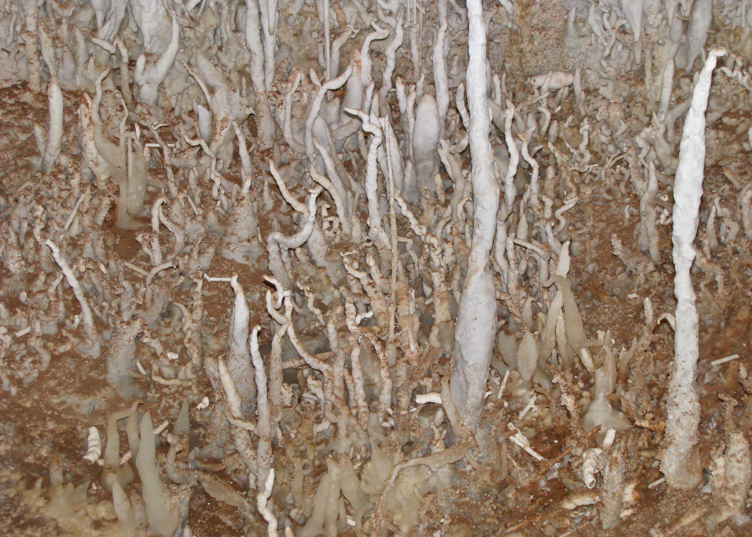 Helictites, three to twelve inches tall