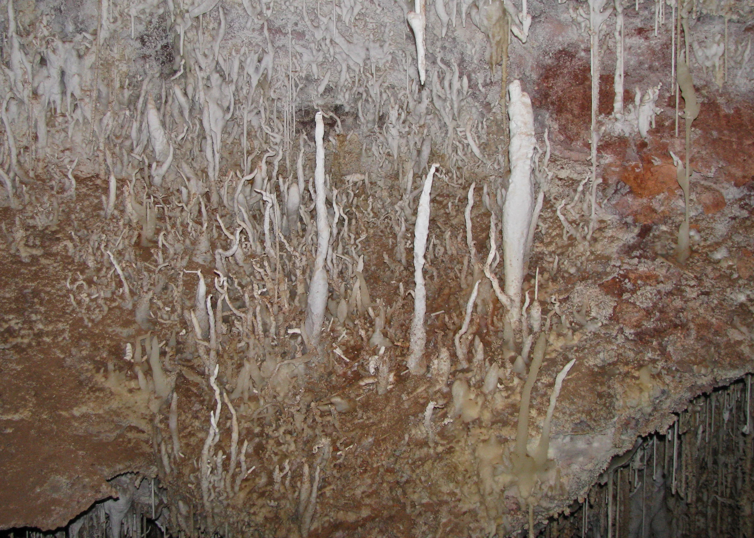 Medusa Room close-up