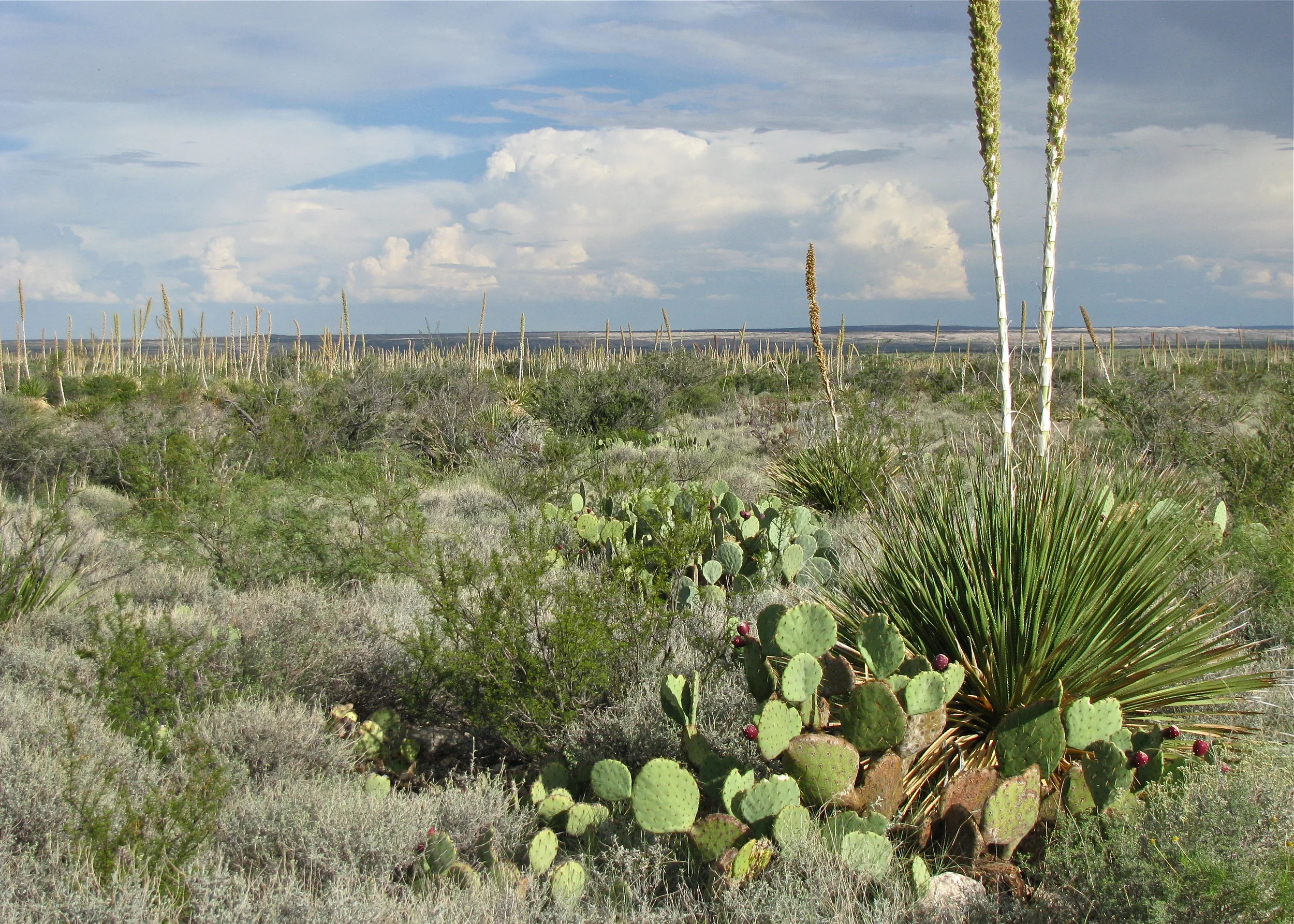 Chihuahuan Desert