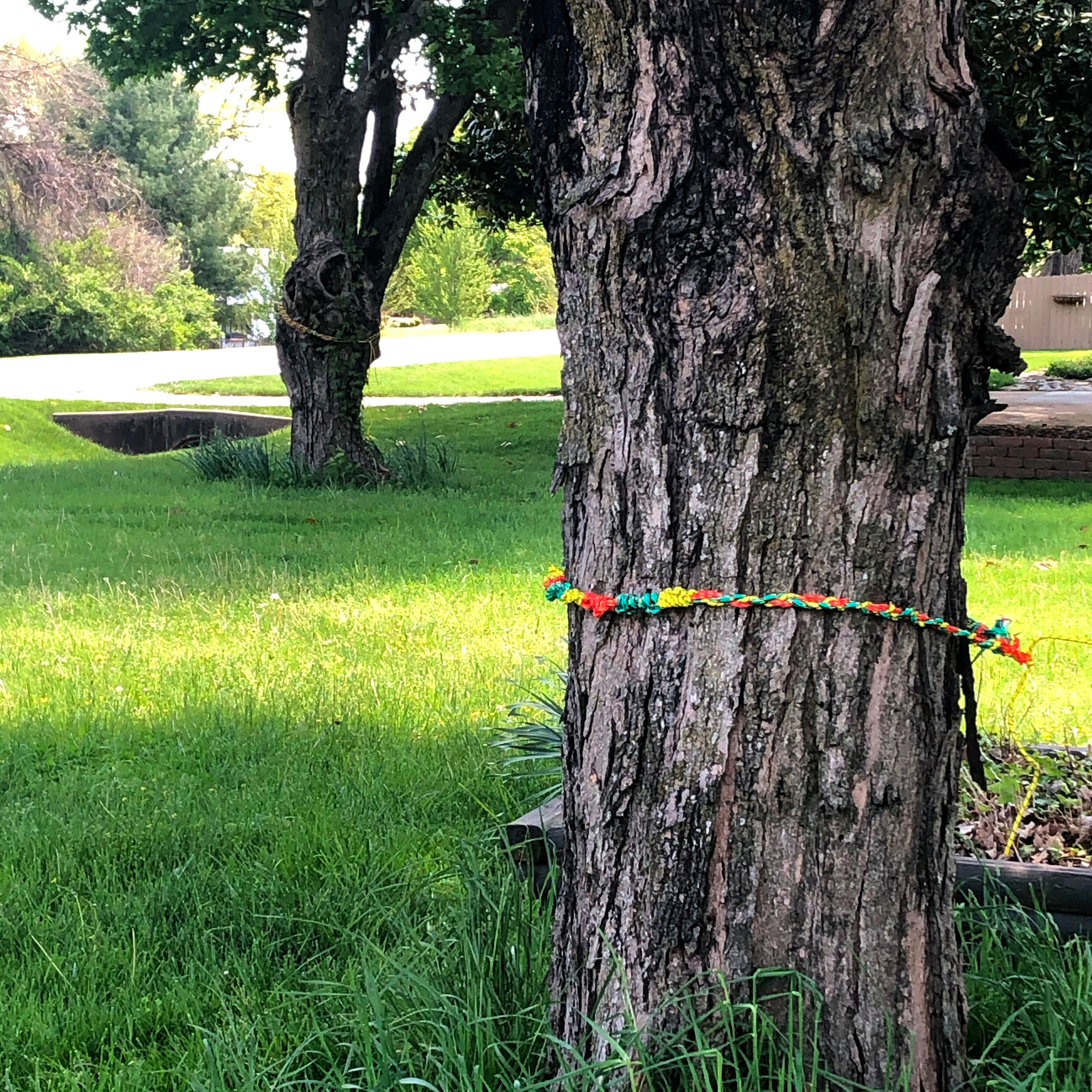 Friendship Bracelets for Socially Distanced Trees