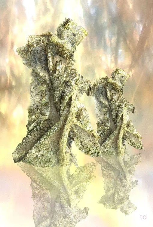 Sterrenvangers / Star Catchers