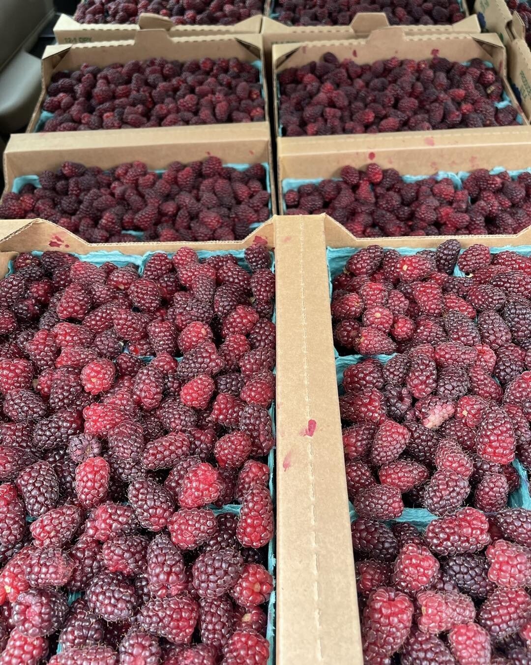 Tayberry jam will be available again at the markets, stop by for samples, if you&rsquo;re not sure what they are then give it a quick google as that&rsquo;s quicker than me explaining haha.
Manzanita Friday 4-7
Newport &amp; Neskowin Saturday 9-1
Yac