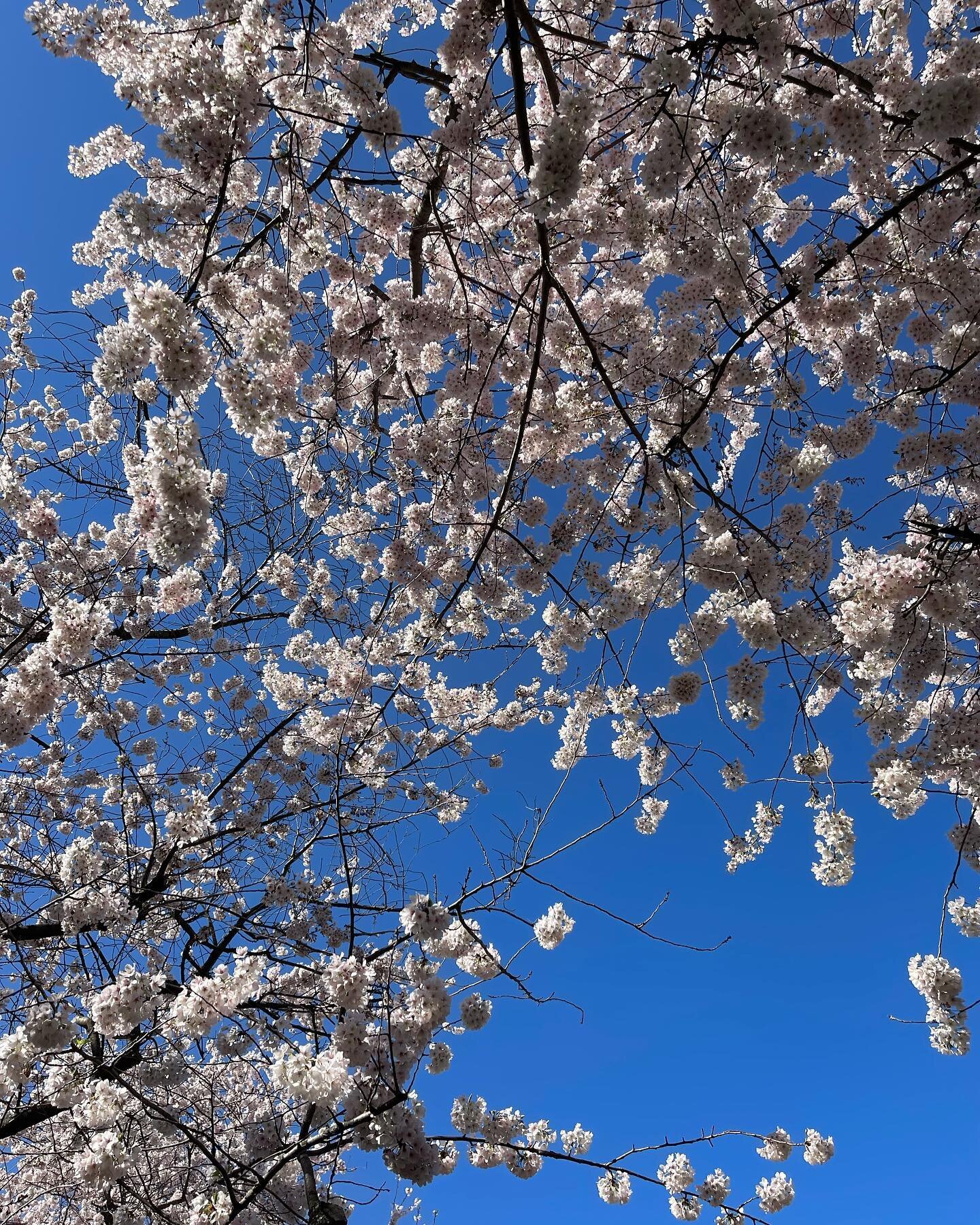 We&rsquo;re Back!! We will be at the @salemcommunitymarkets 9-2 and @newportfarmers 9-1 tomorrow. 
See you at the markets!! #salemsaturdaymarket #newportfarmersmarket #cherryblossom