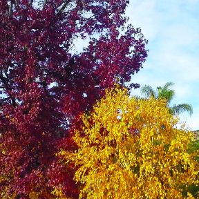 front trees.jpg