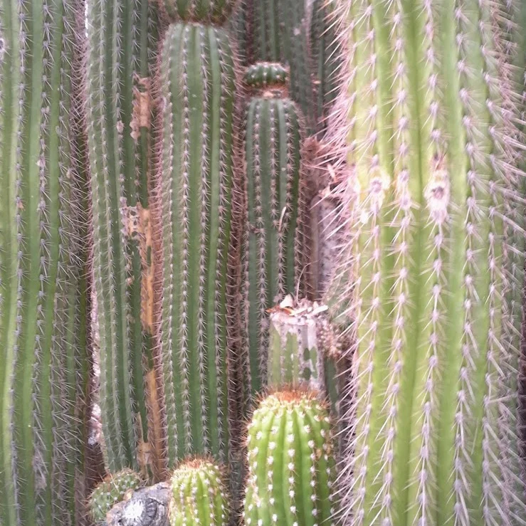 Color Palette Inspired by a Pilosocereus Azureus Cactus 