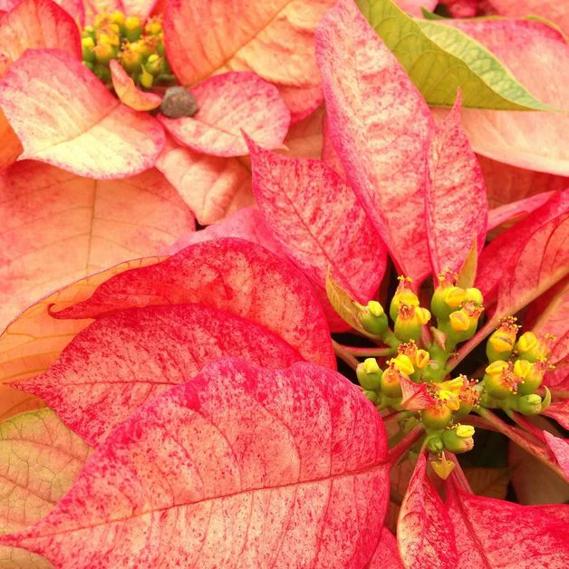In honor of National Poinsettia Day, a new color palette