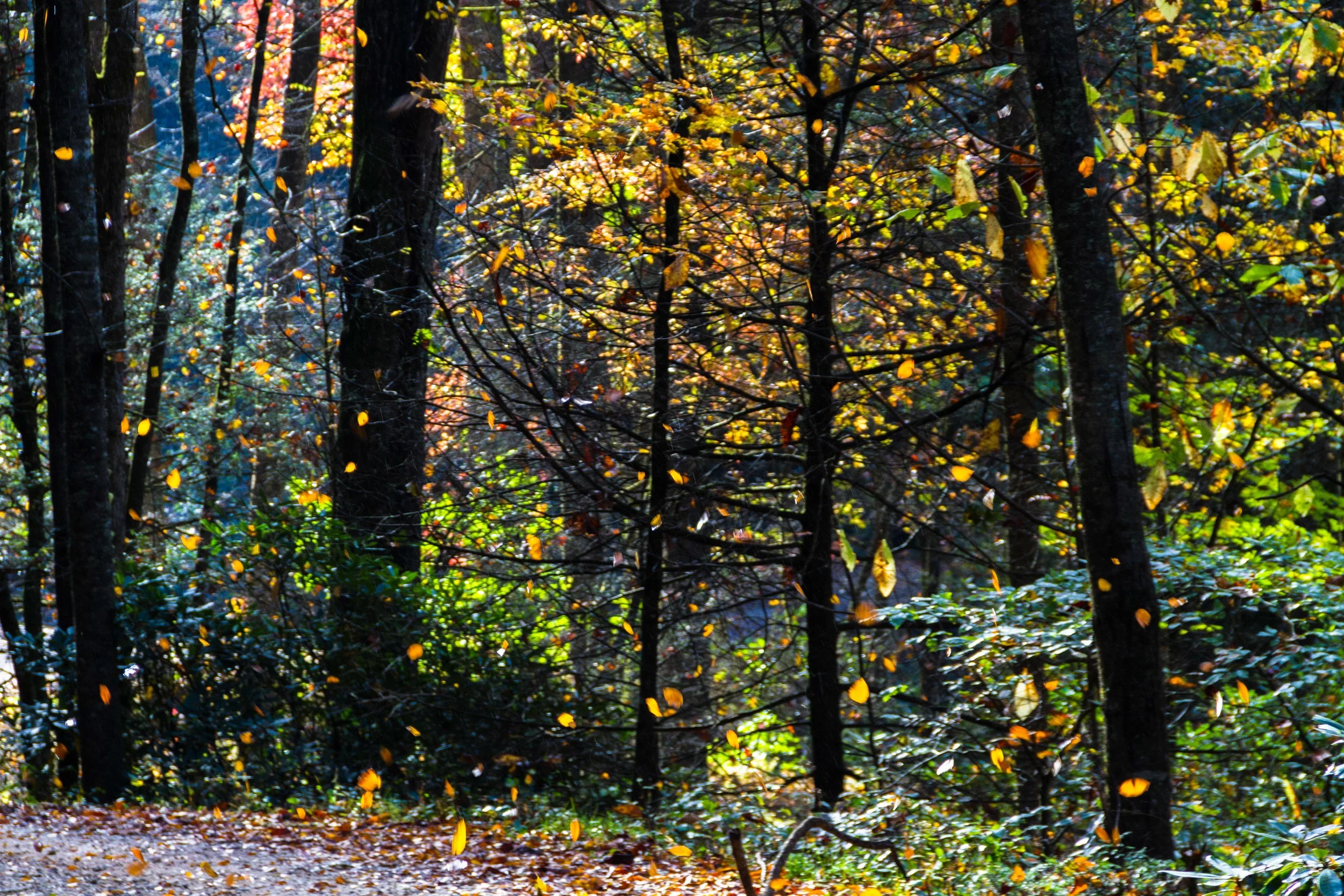 Autumn in the Mill's River Valley. 