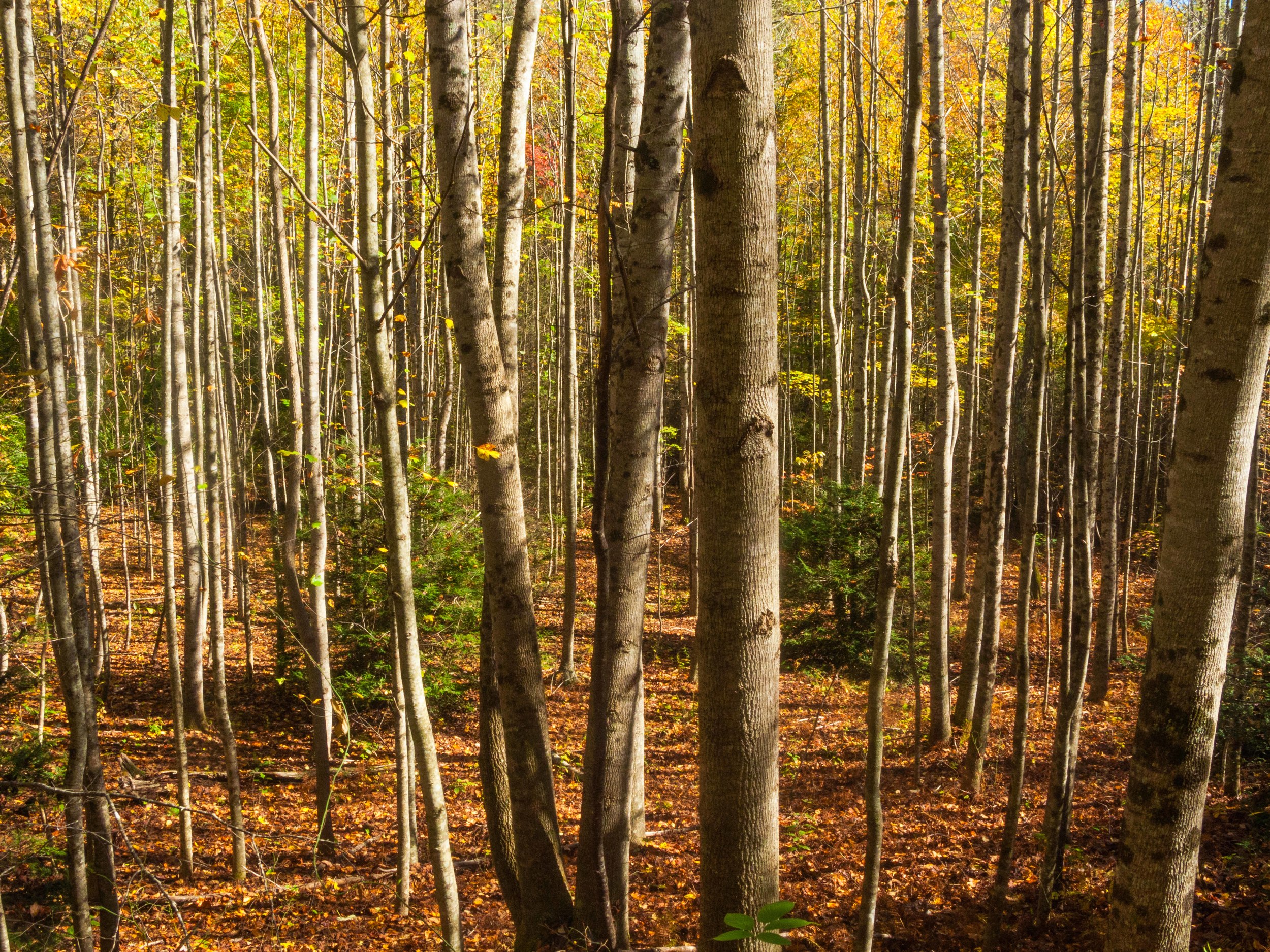 A gorgeous Poplar Grove along the Never Ending Road.