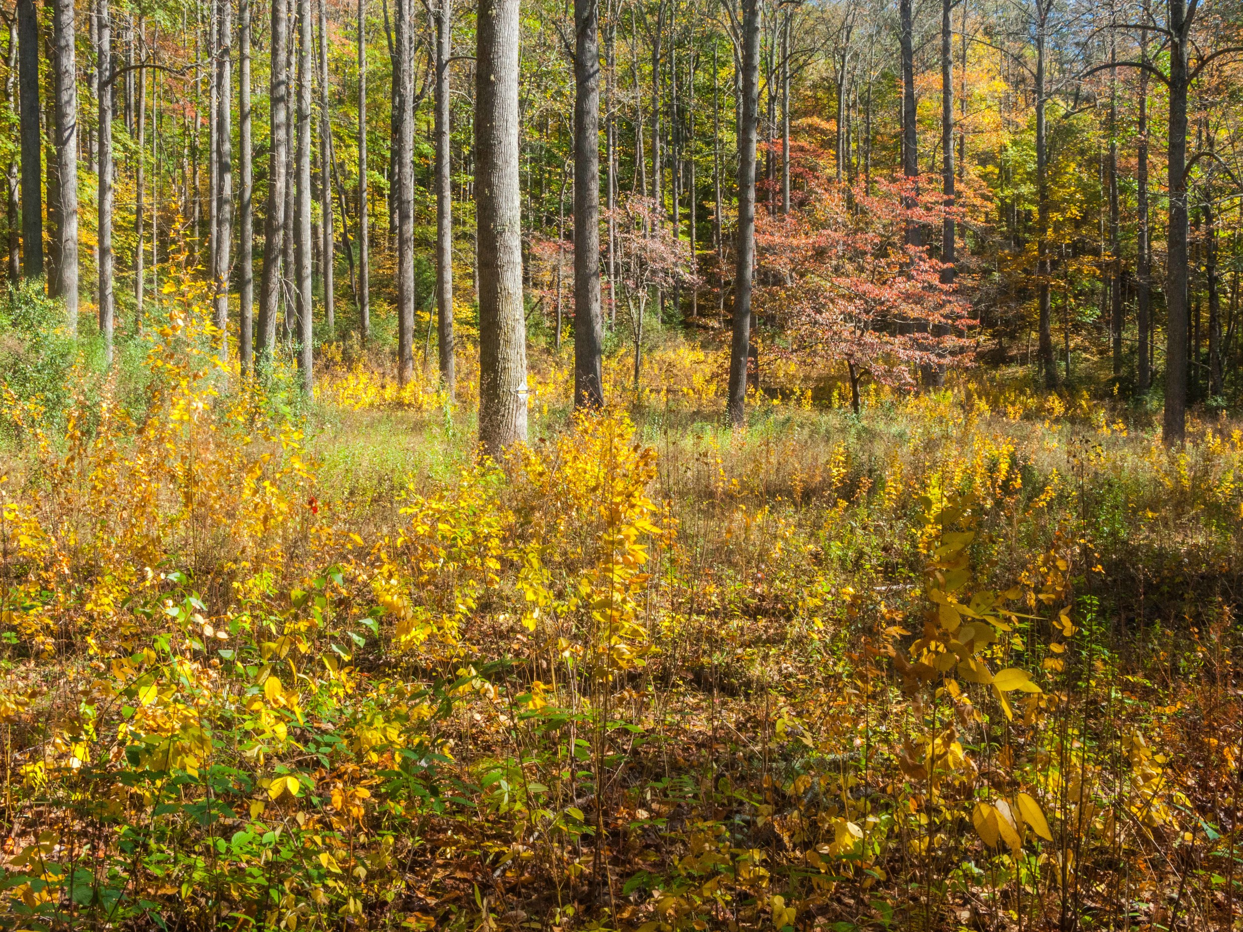 A gorgeous field deep in Pisgah National Forest.