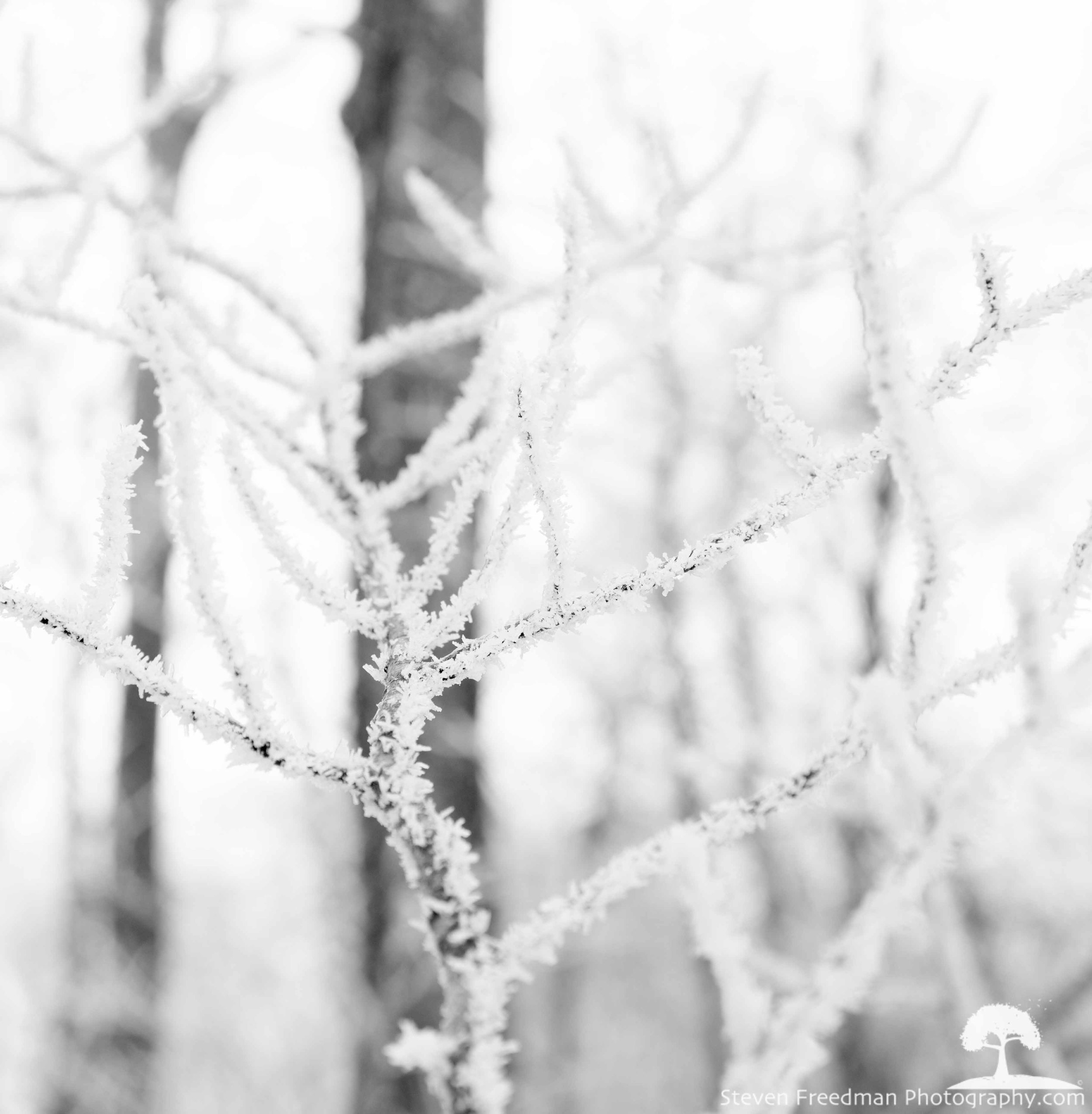 Beautiful Hard Rime Ice. 