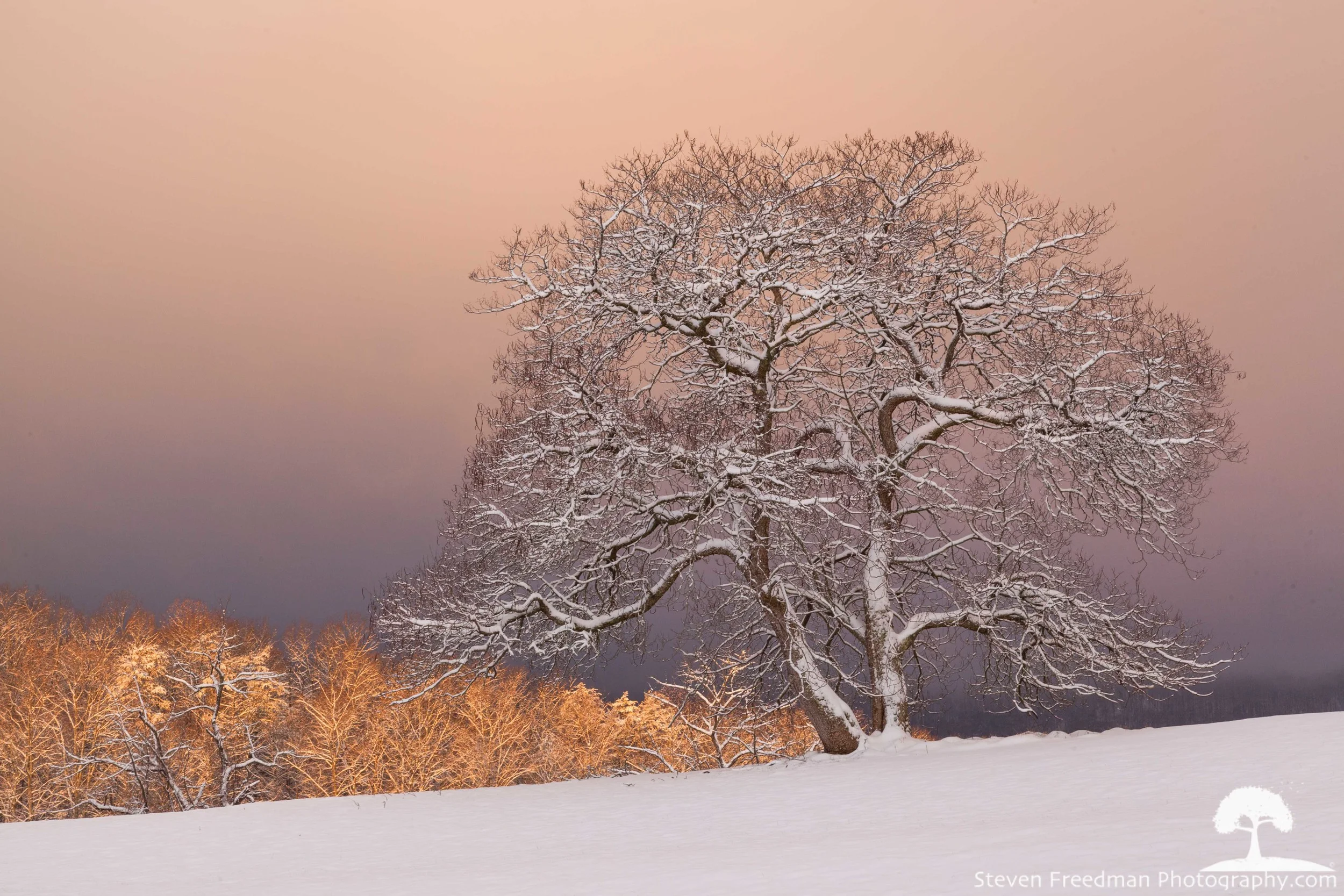 Snow Glow