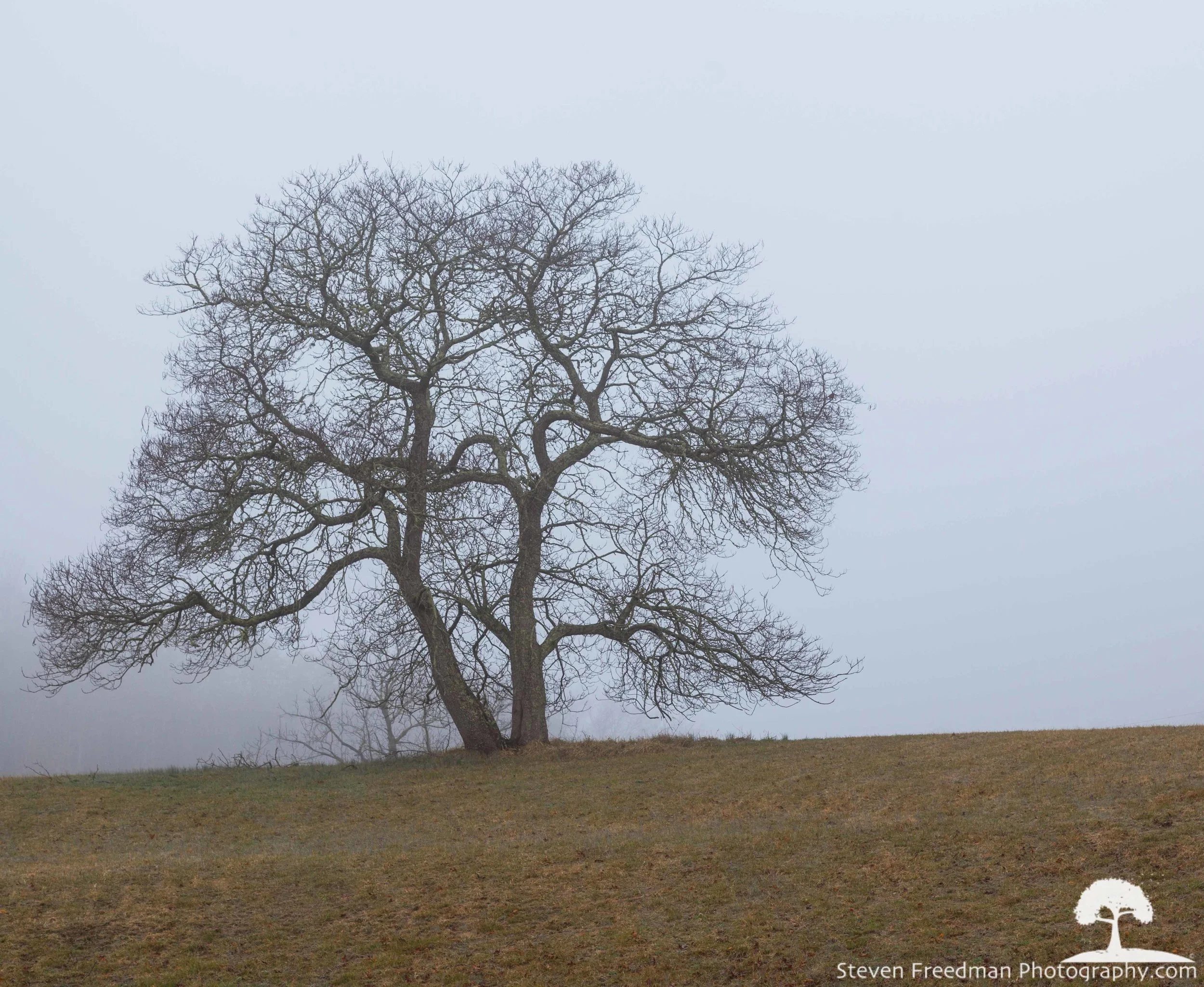 Fog Down
