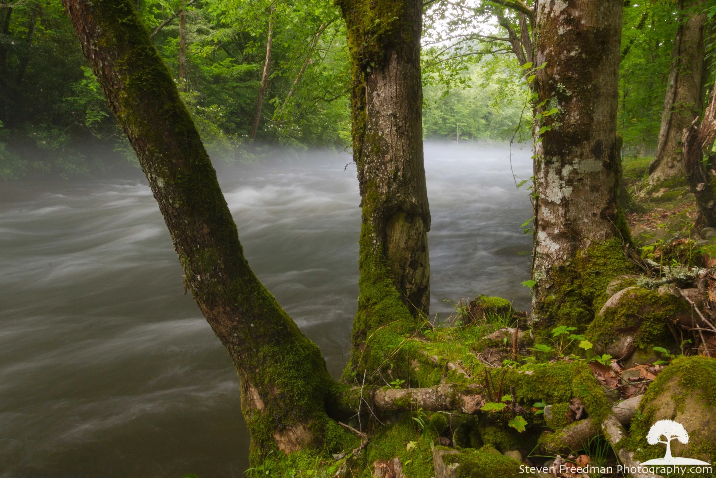 Nantahala Mist