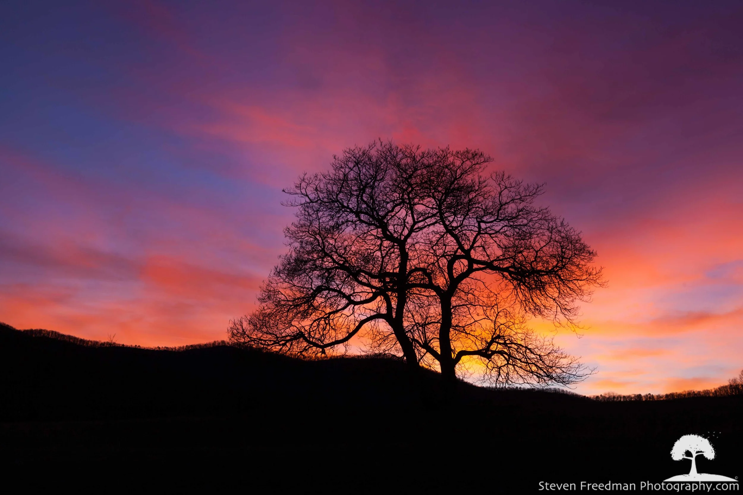 Noble Tree