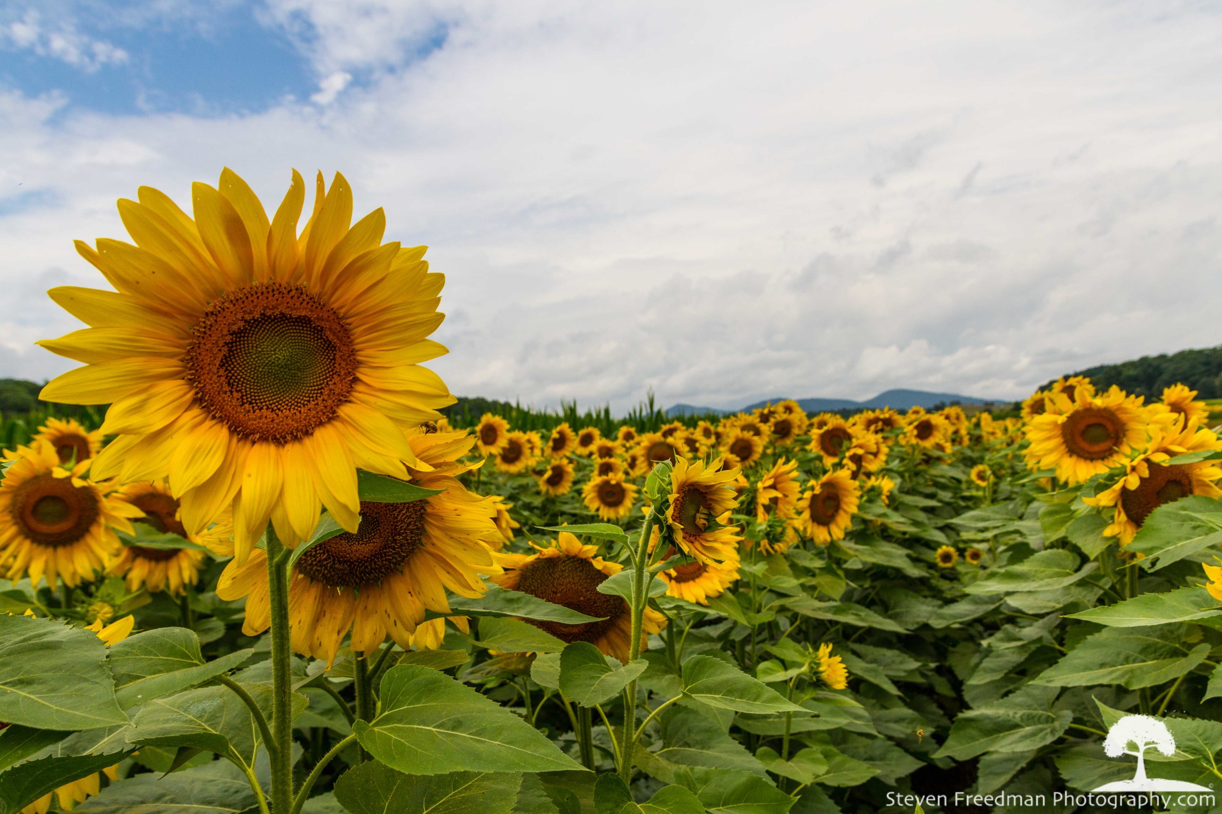 Biltmore Sunflowers
