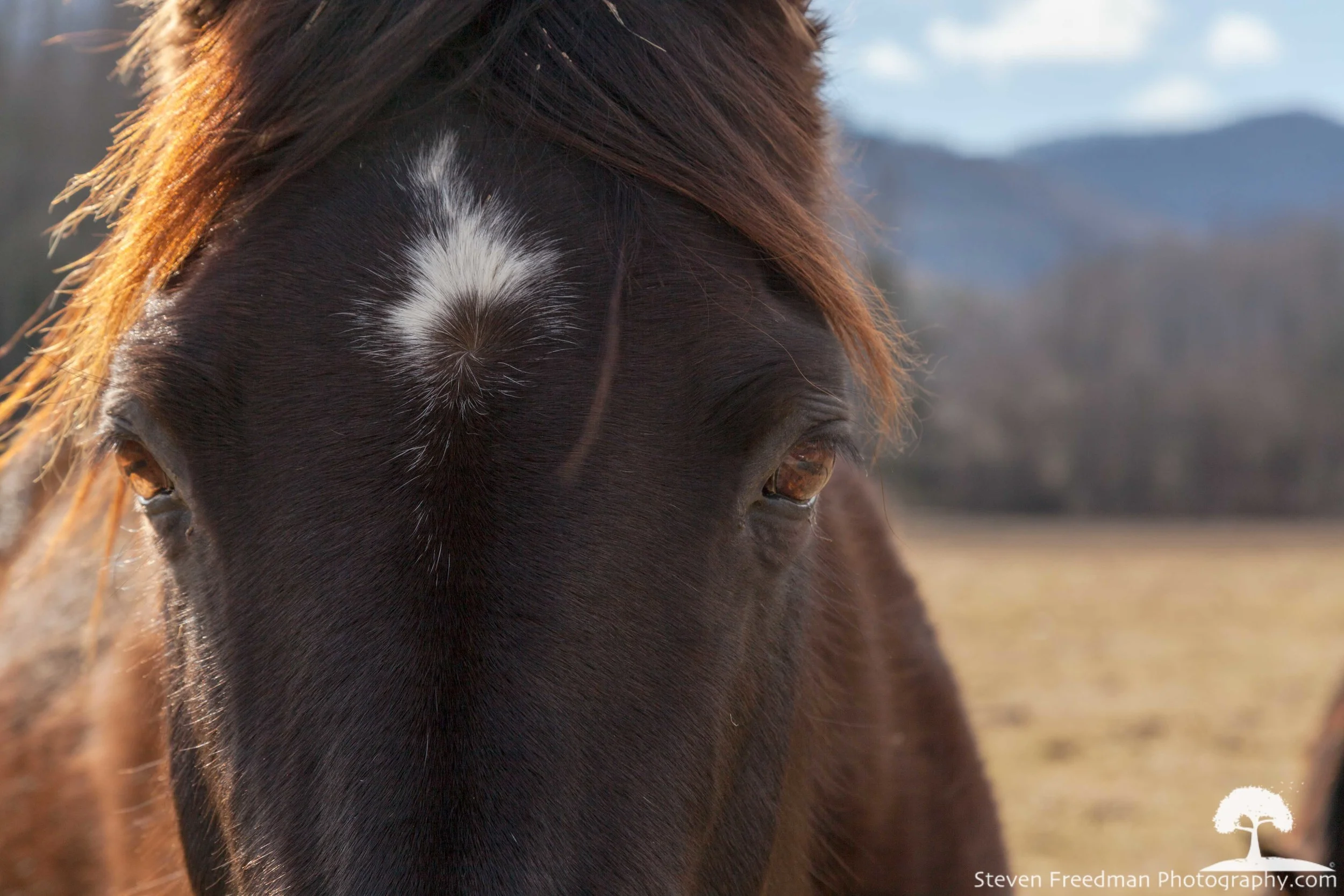 Horse Eyes