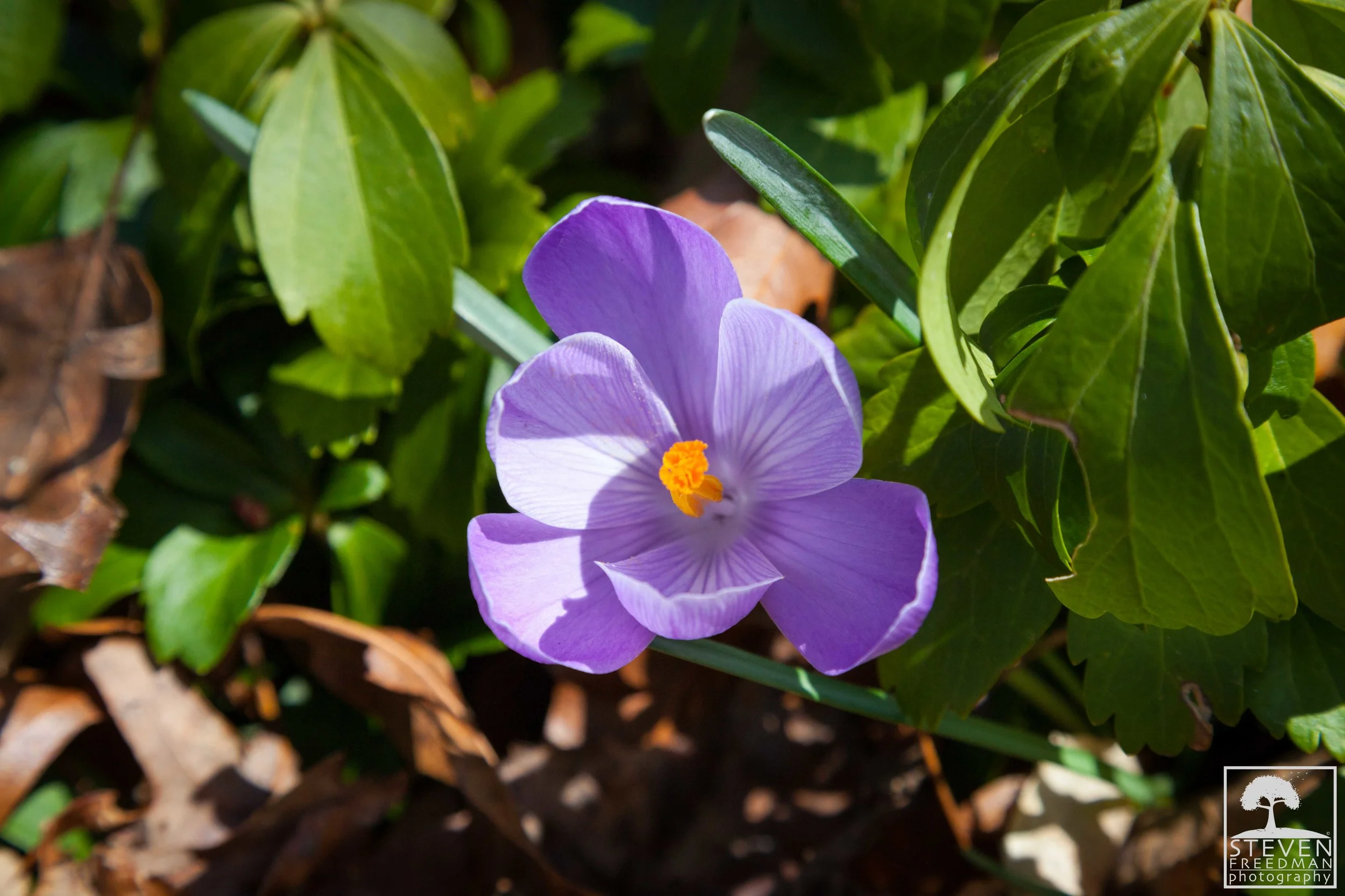 Crocus