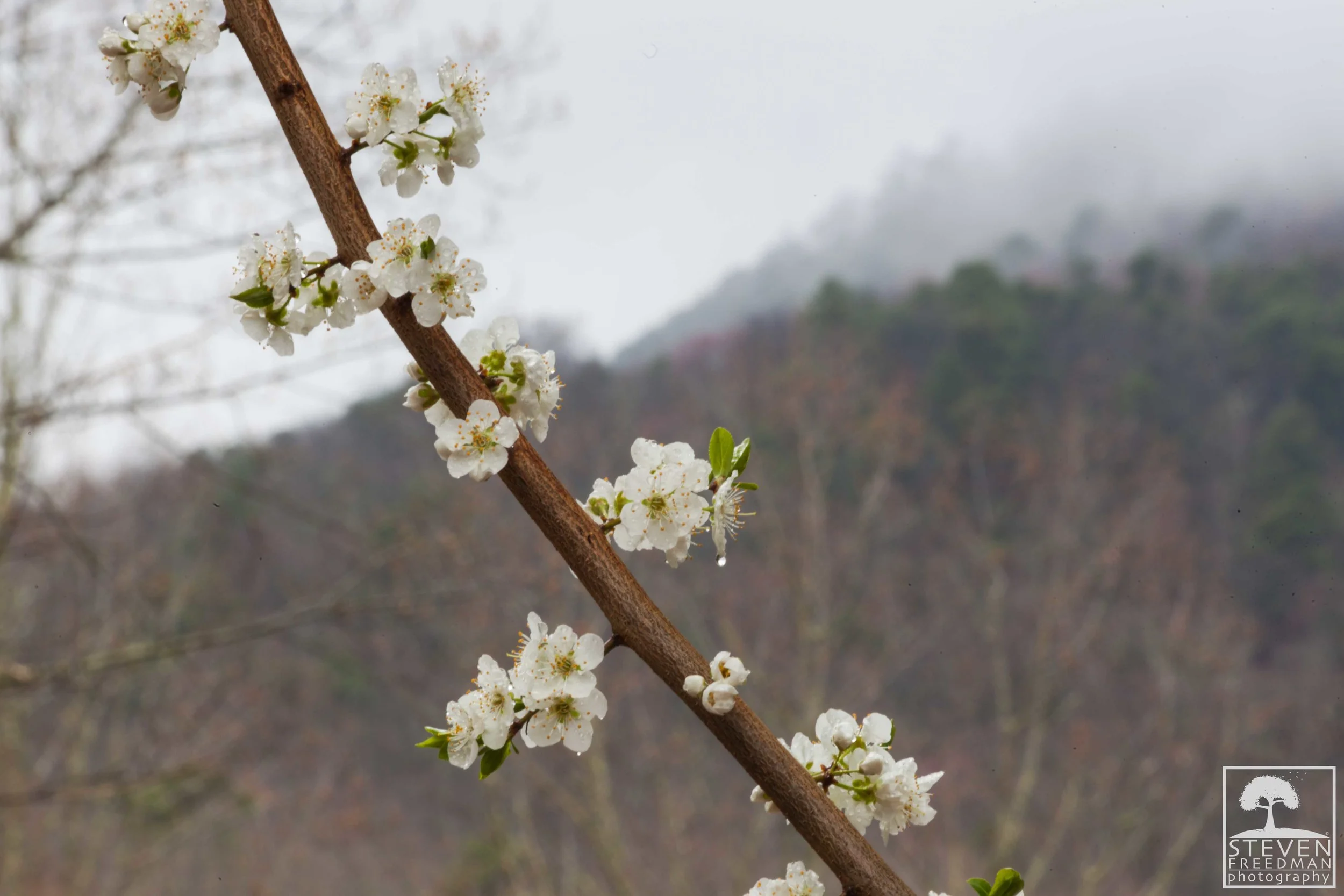 Plum Tree
