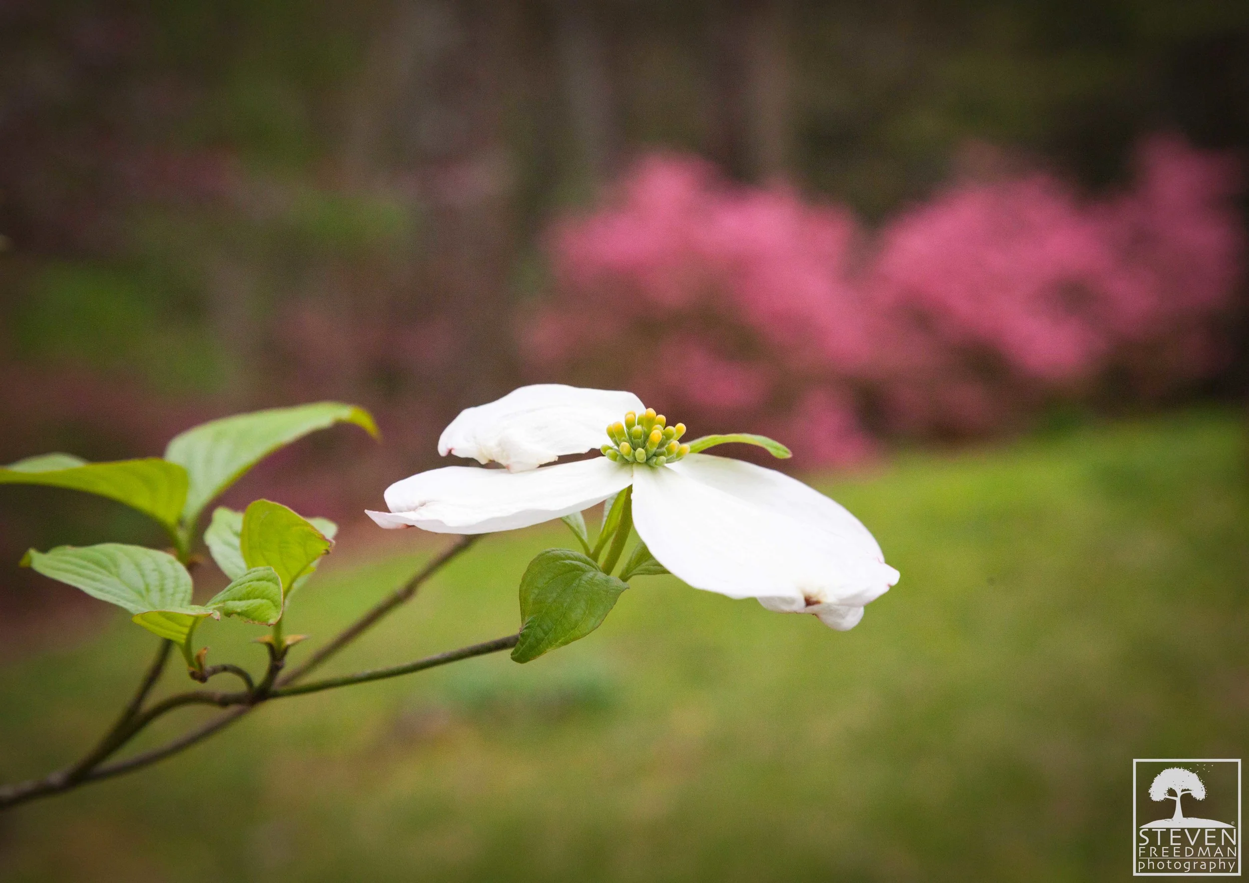 Dogwood Tree Flower