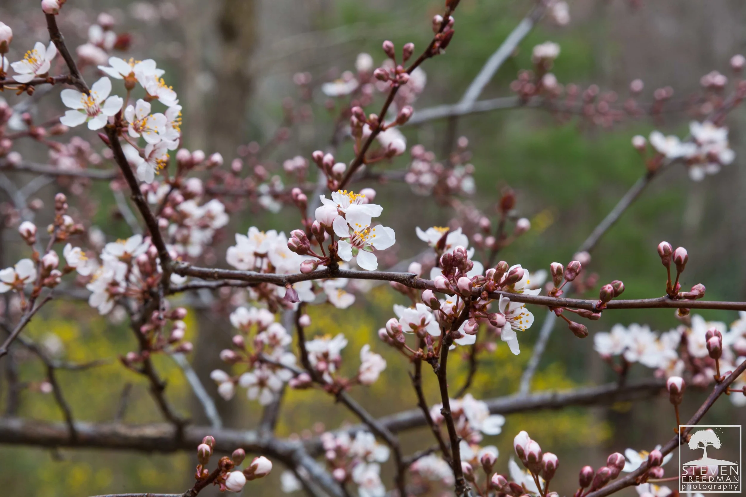Cherry Tree... another flower with an incredible aroma