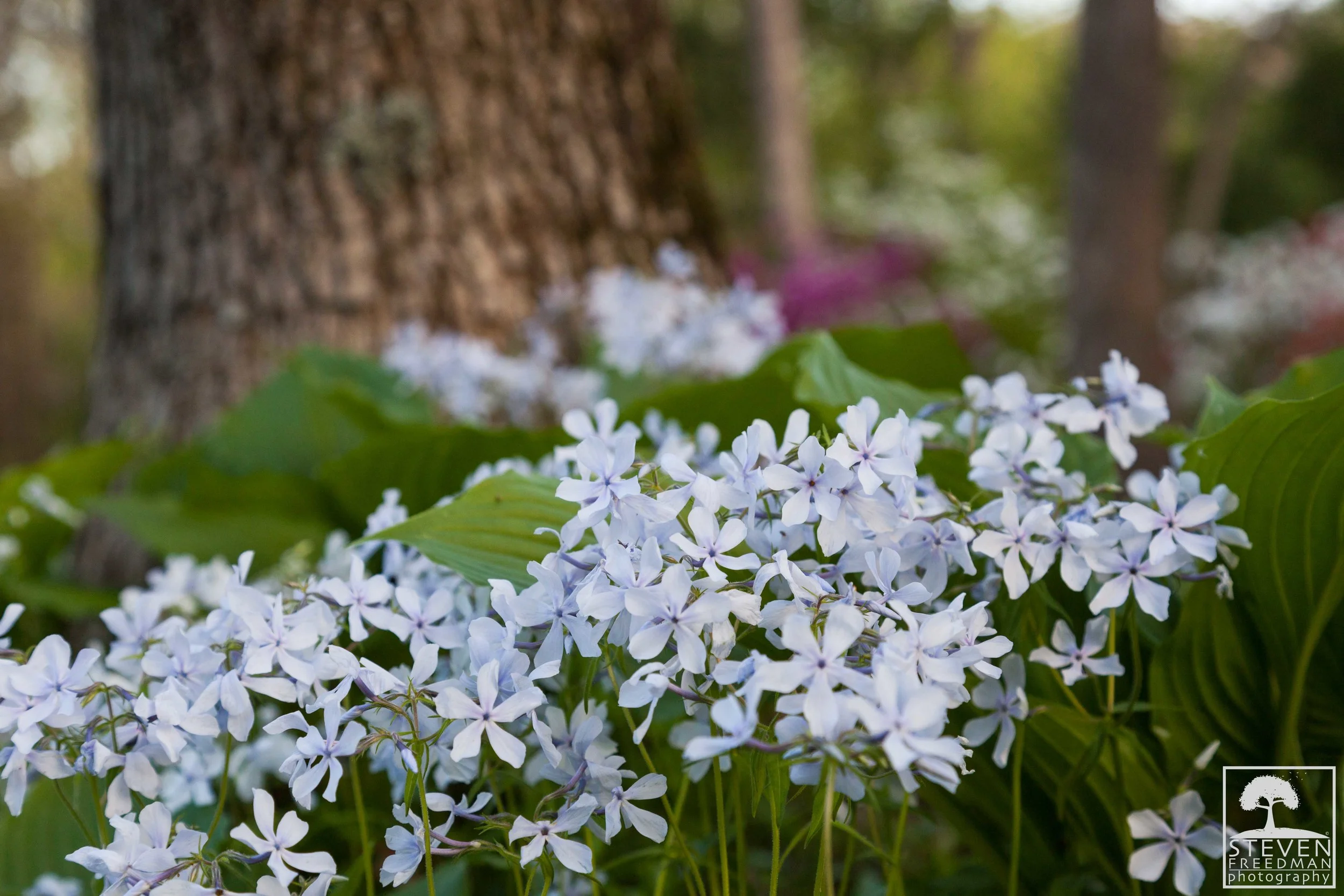 The delicate Native Phlox