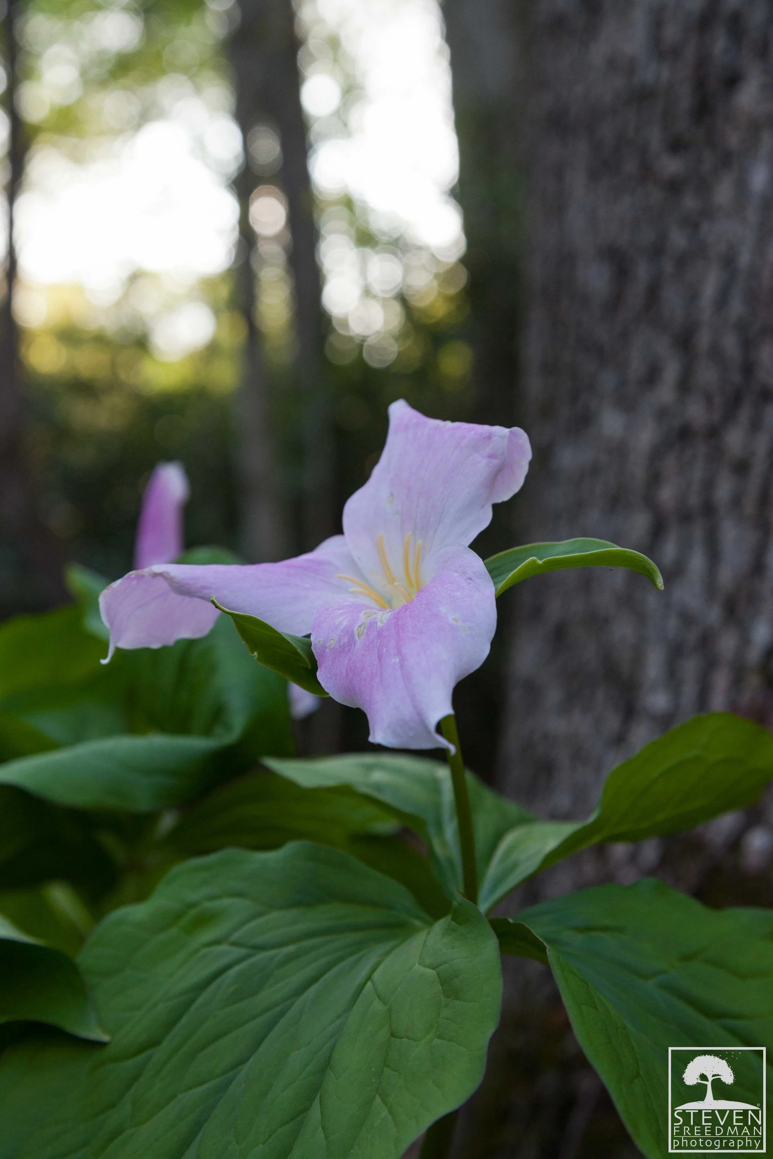 As the spring days pass their leaves turn purple