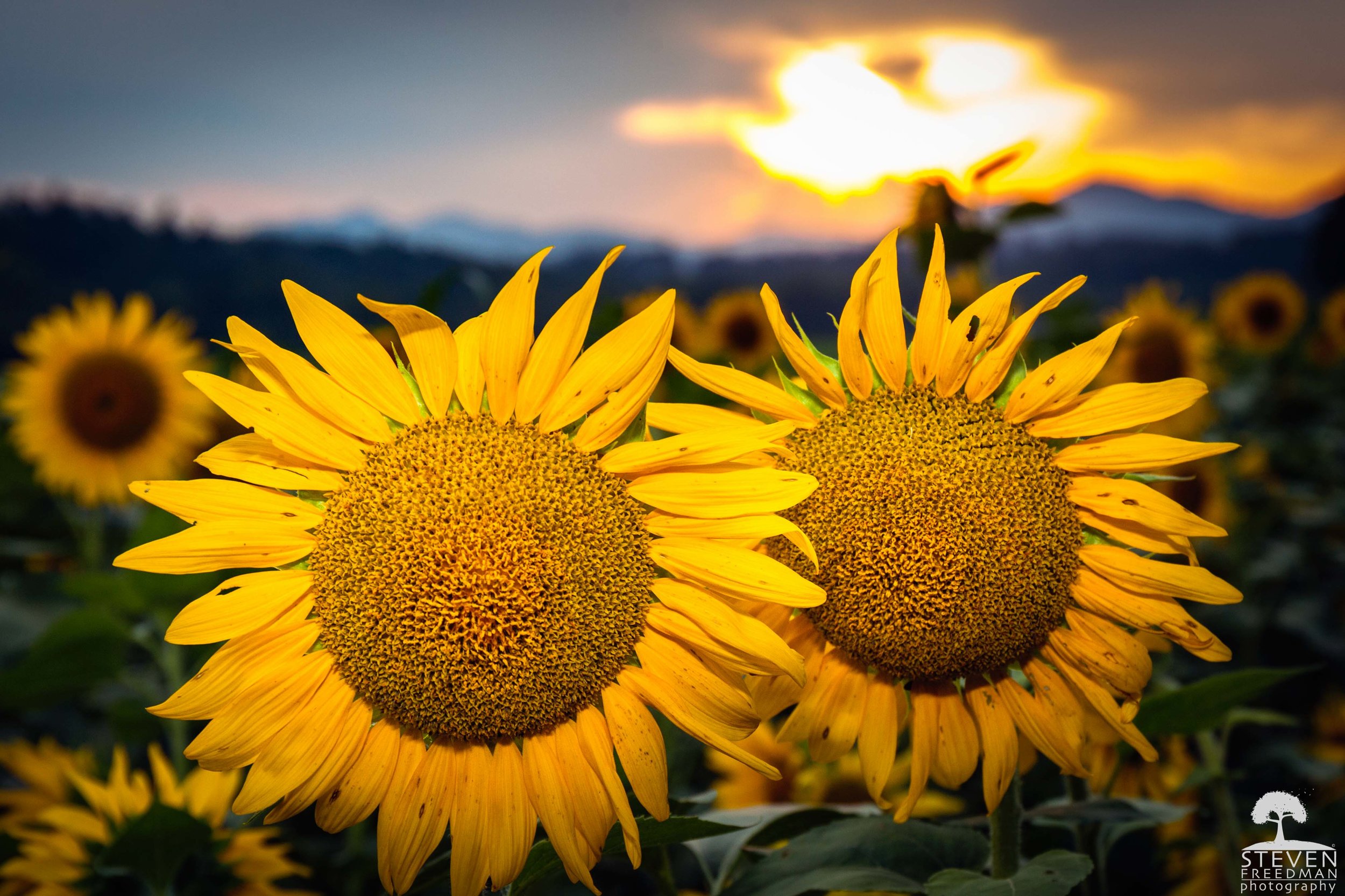 Sunflowers at Biltmore Estate