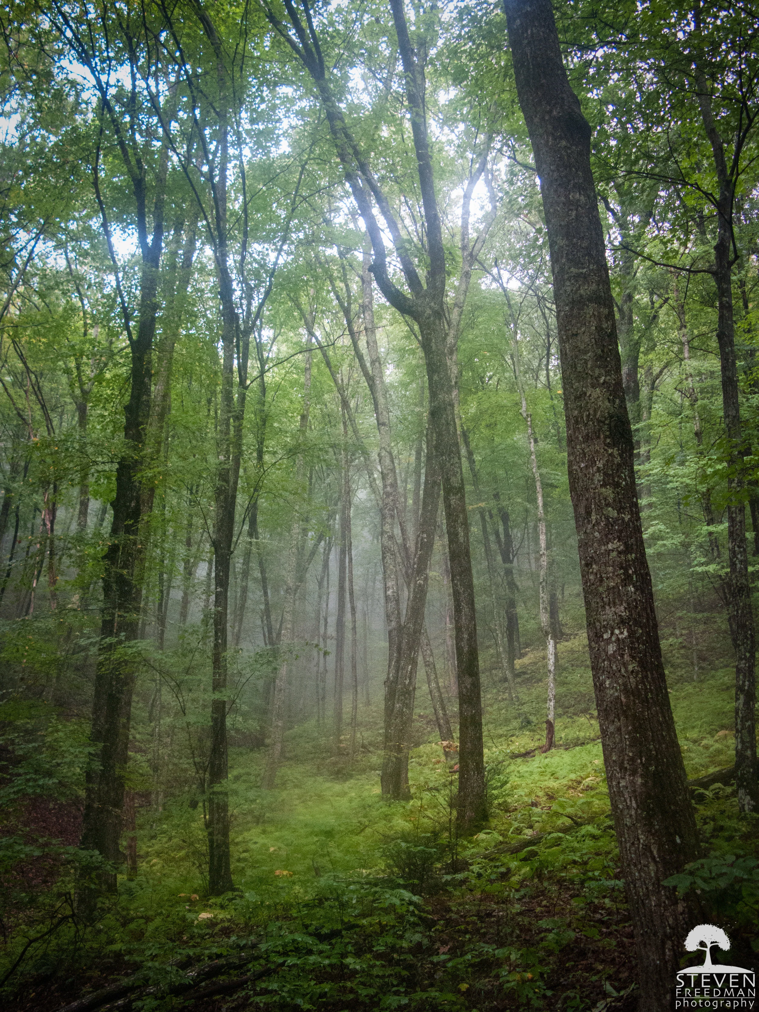 A beautiful mountain side off the Sleepy Gap Trail in Pisgah.