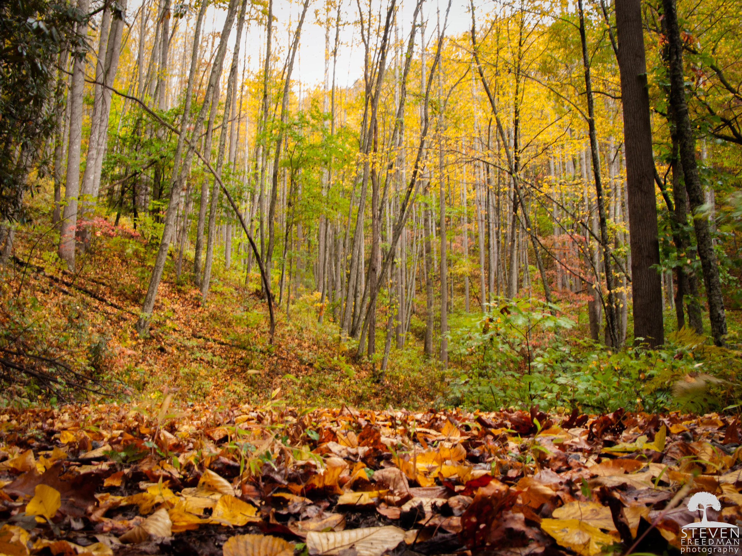 A dense section in Pisgah full of young Poplar trees.