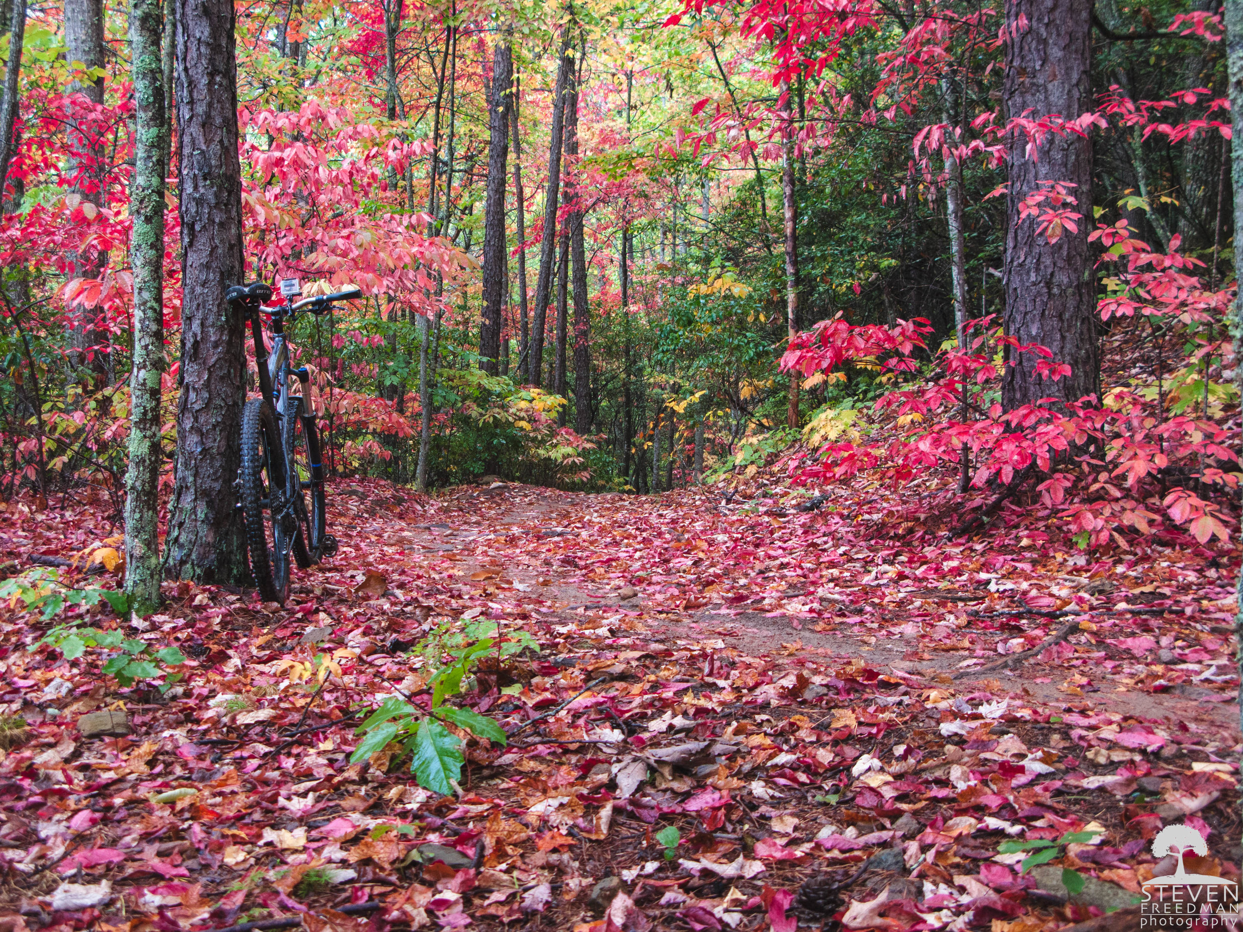 Red Delight in this section of trail that is full of Sourwood trees.