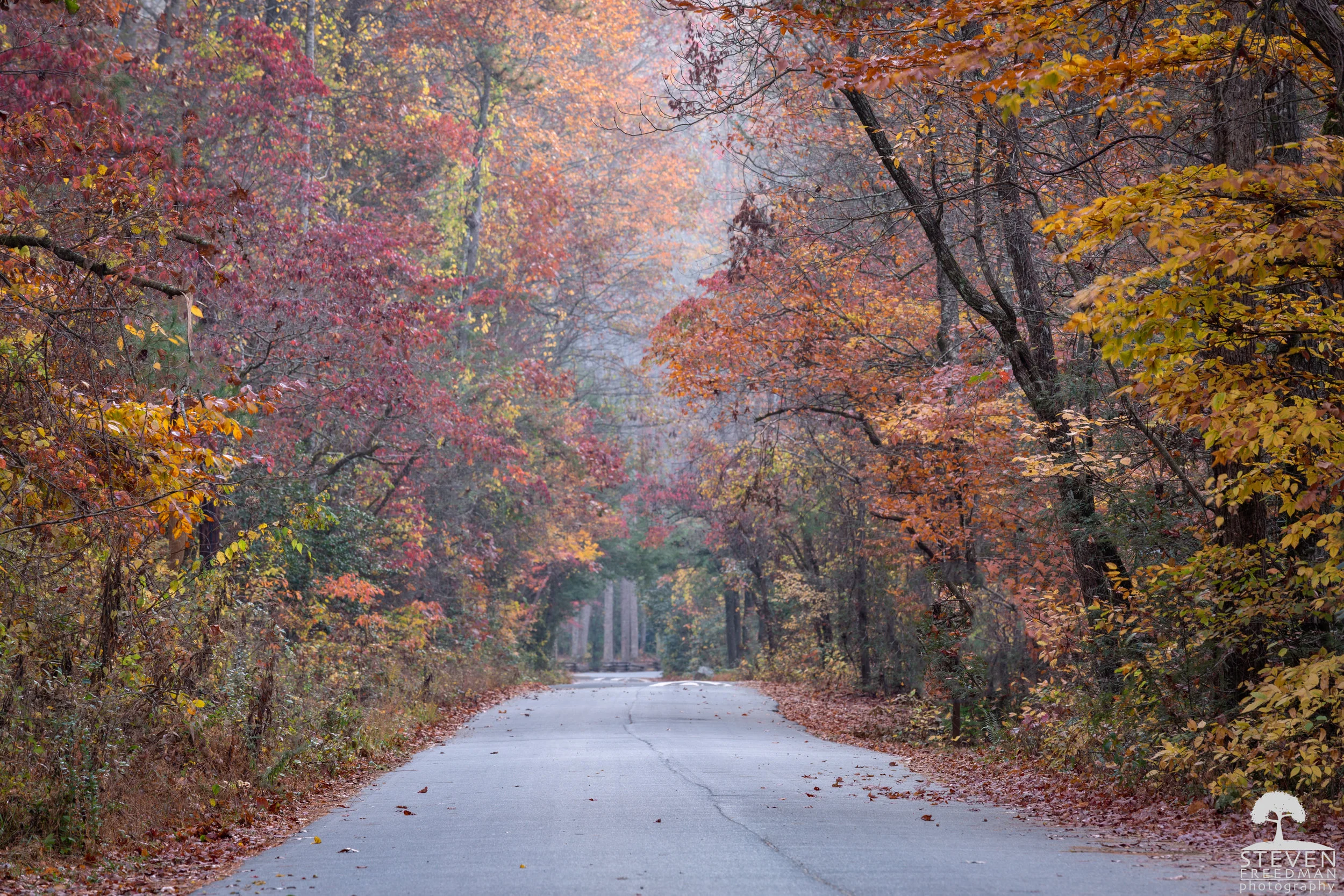 A shot of Forest Road 1206 or Yellow Gap Road in the North Mills River Recreation Area.