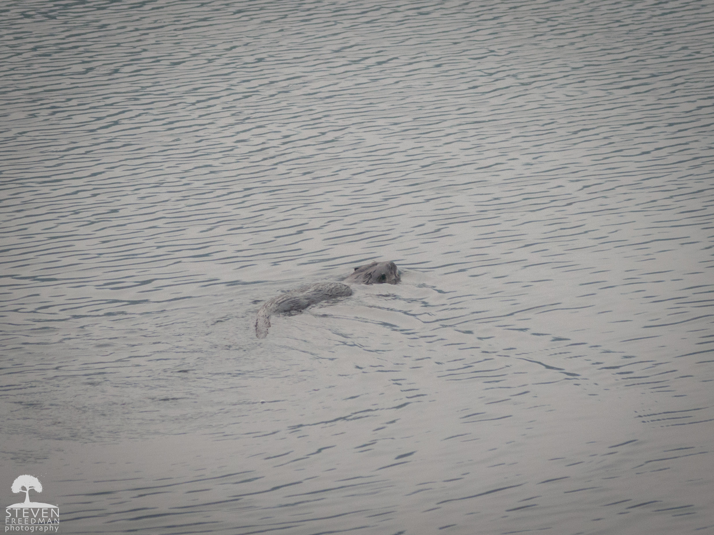 My otter friend. 