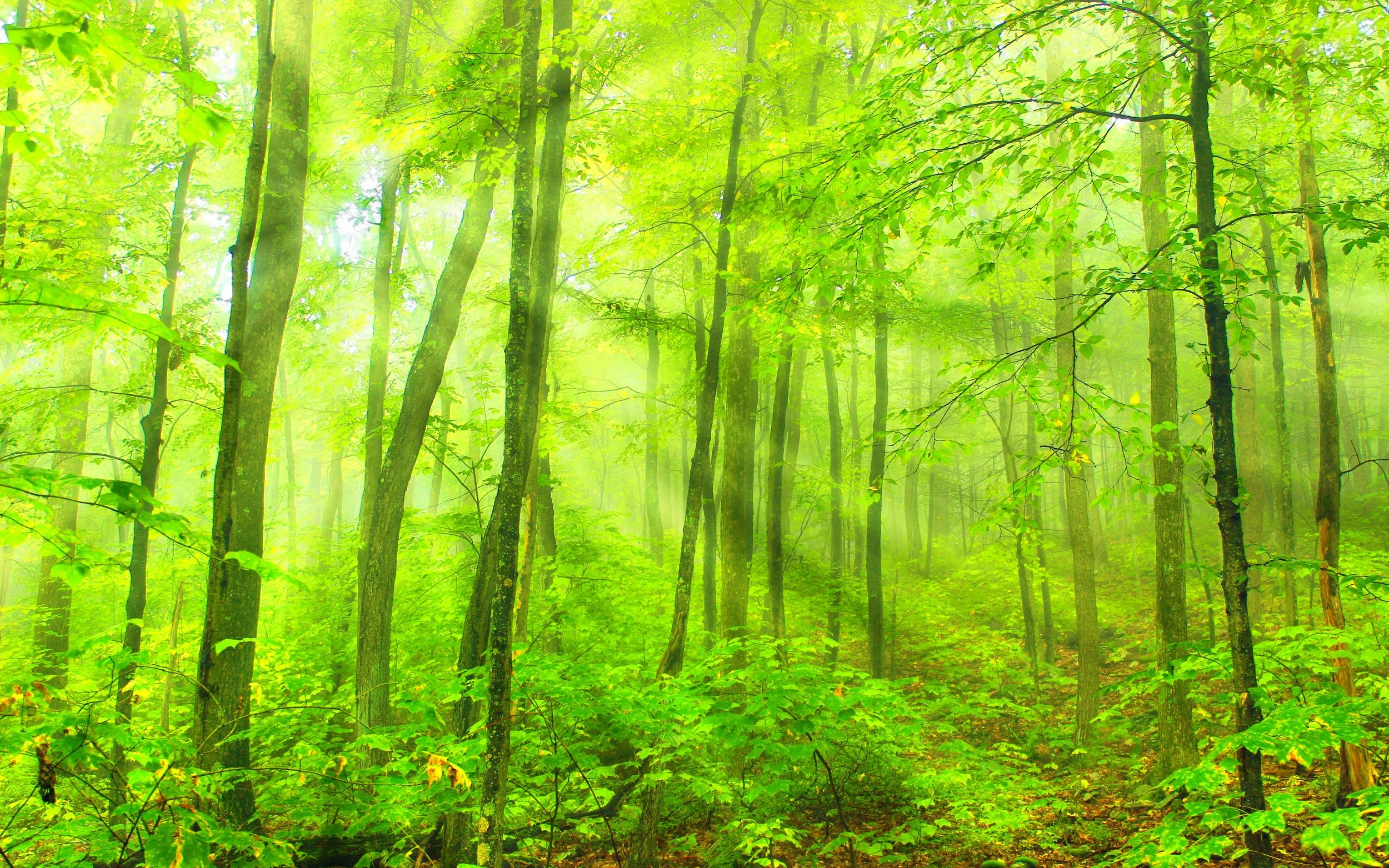 brighterforestlight.jpg