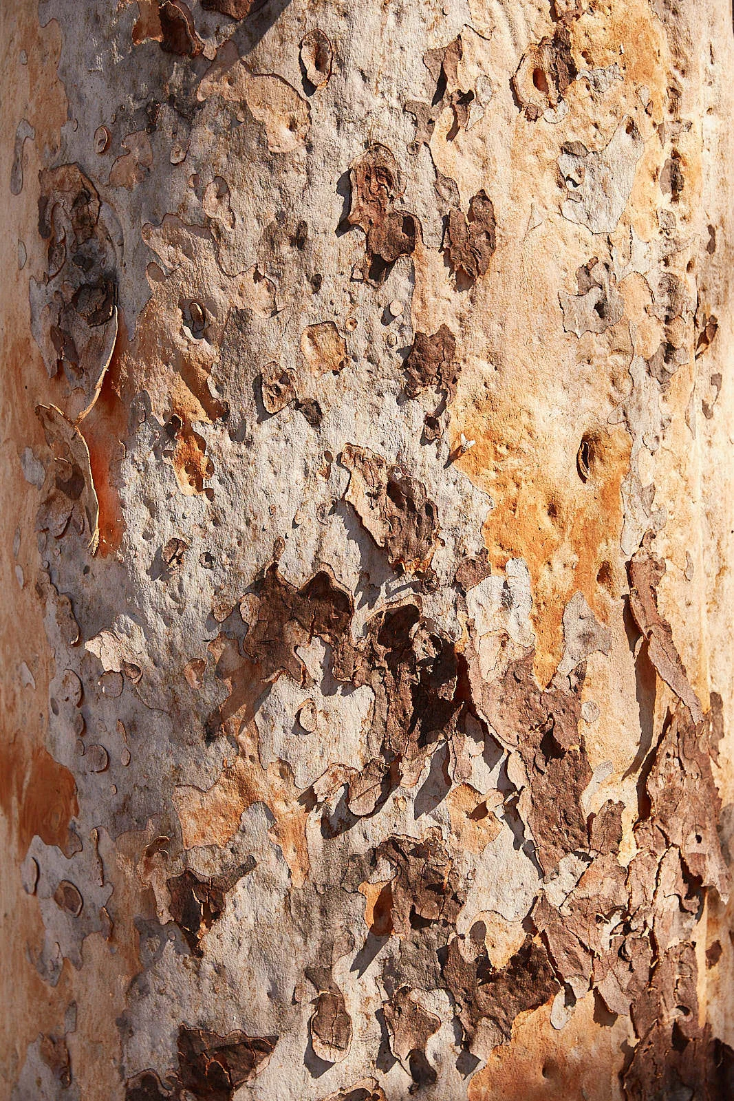 CloseUps_013.jpg