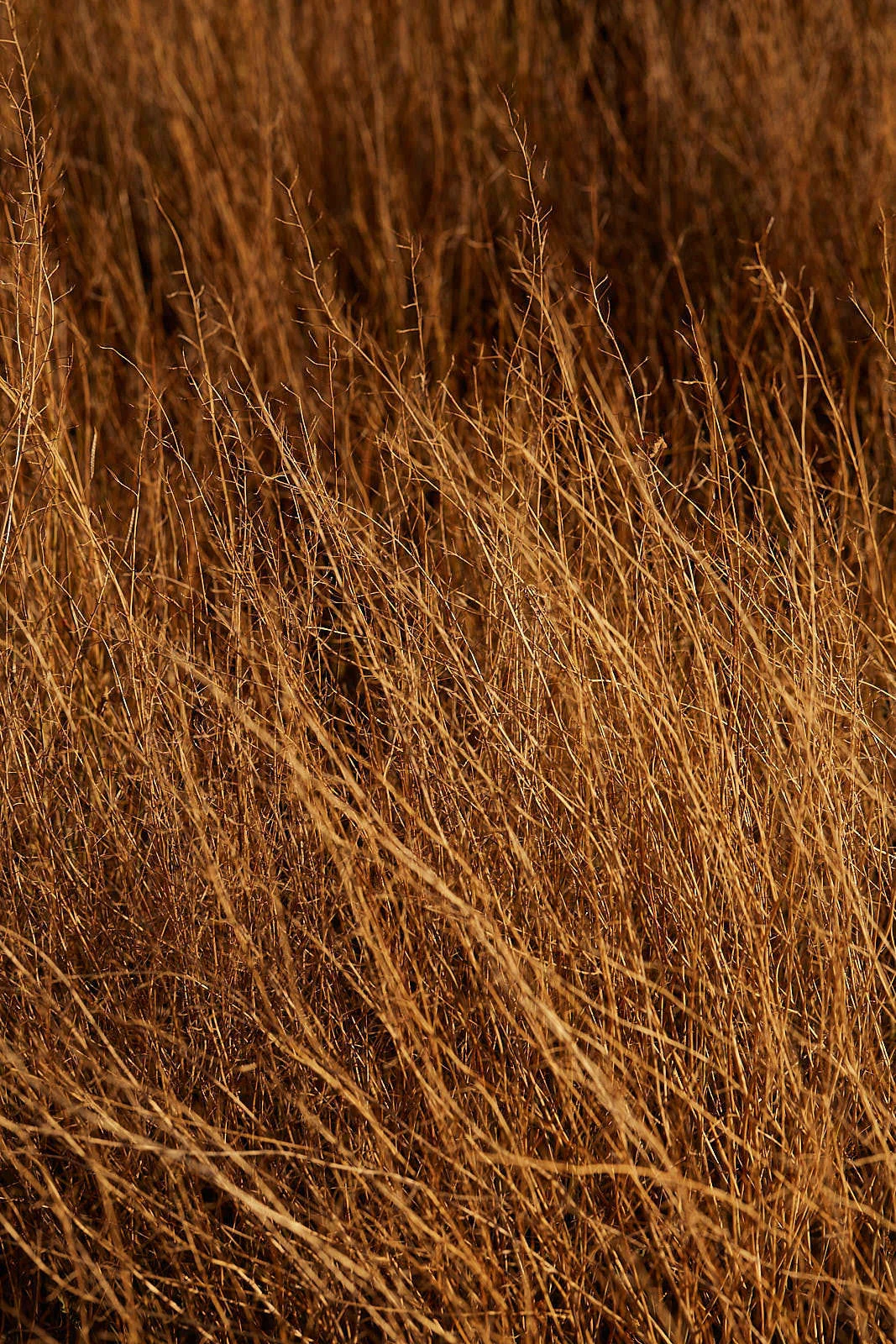 CloseUps_104.jpg