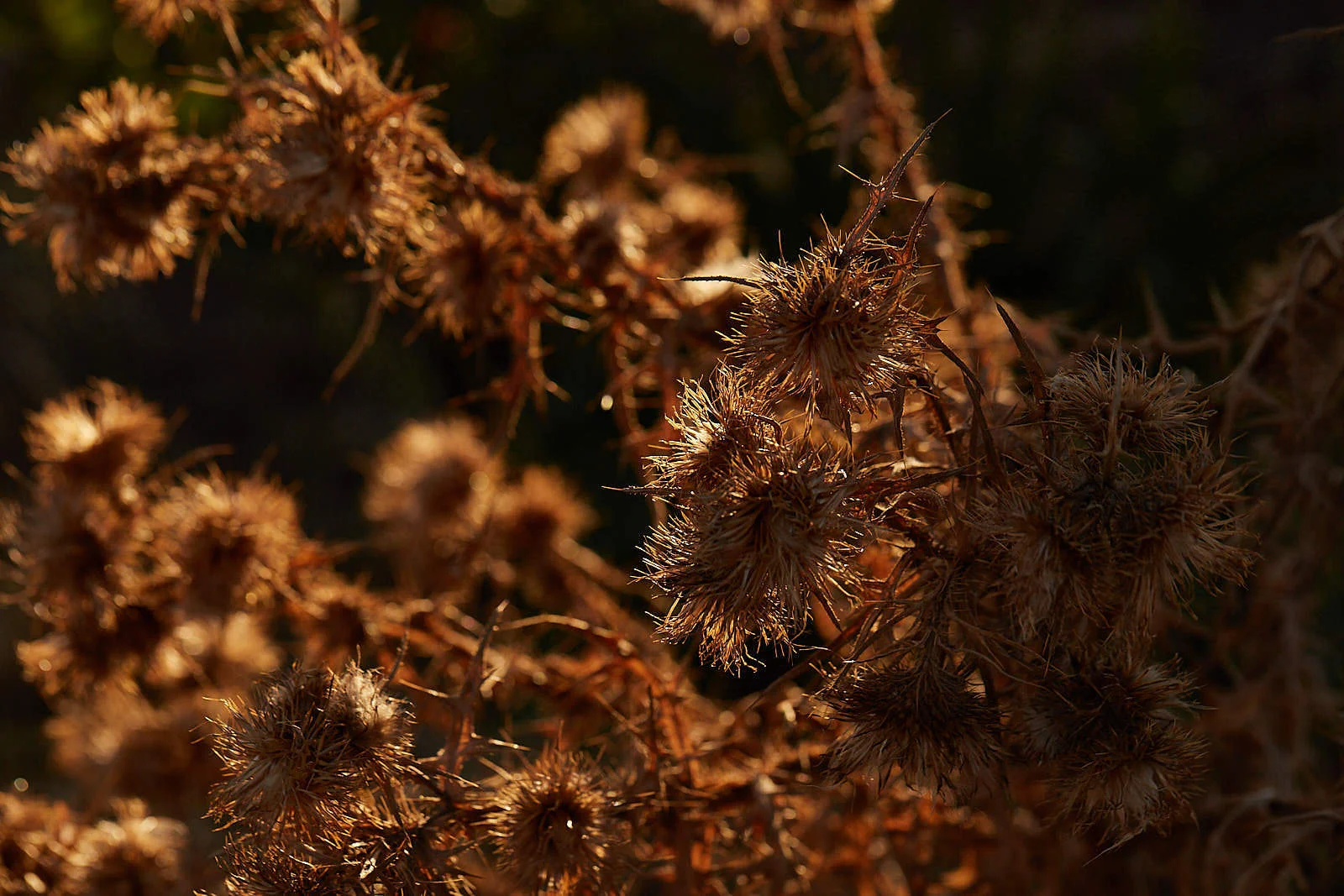 CloseUps_107.jpg